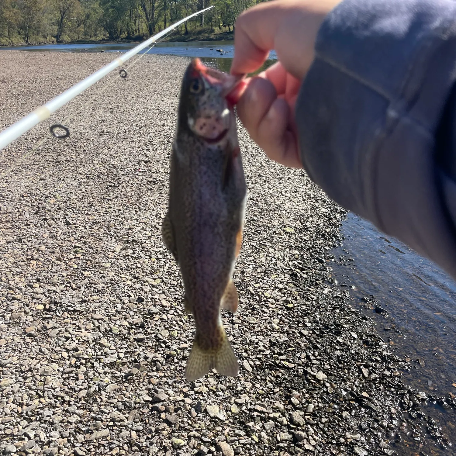 Rainbow trout caught on Fishbrain