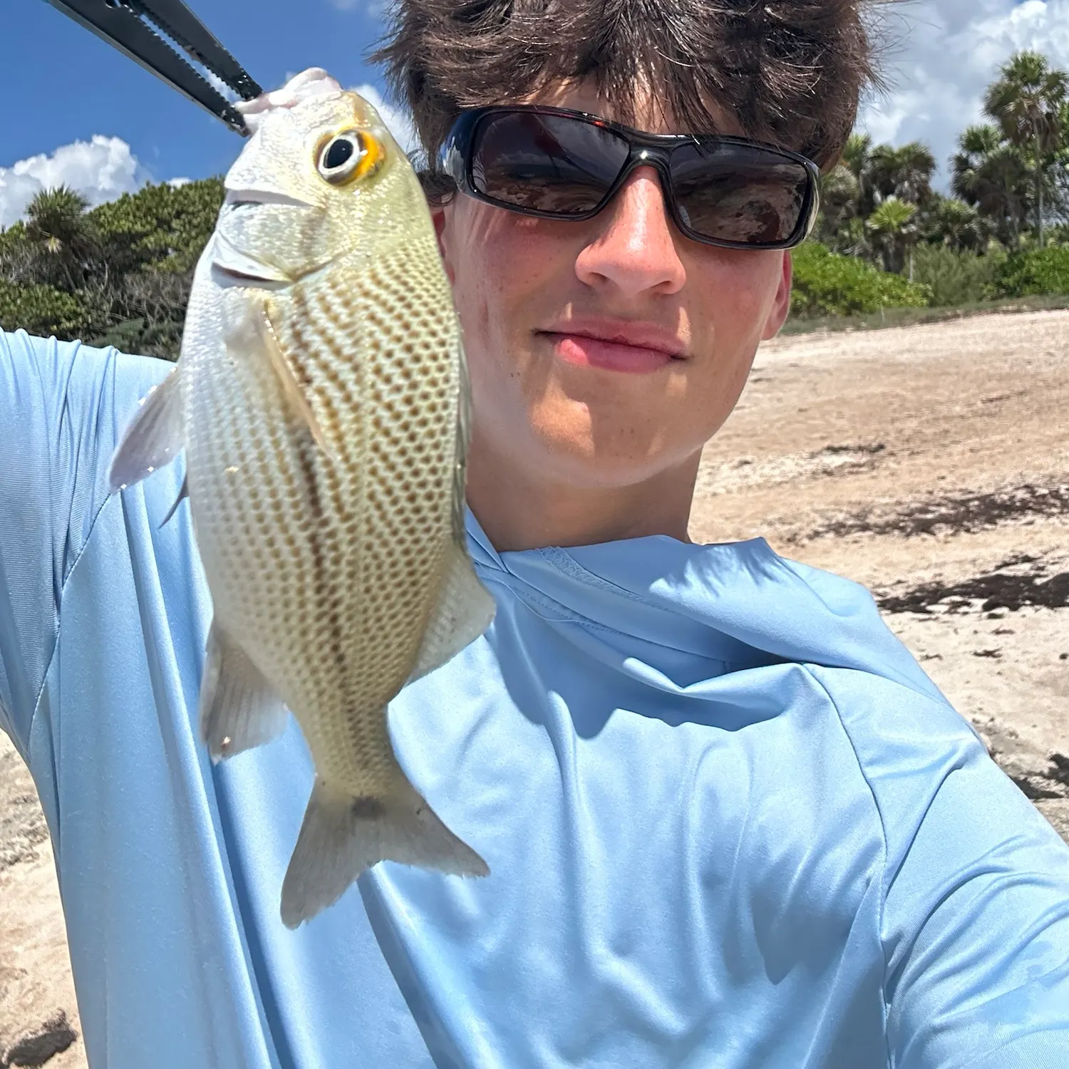 The most recent Sailor's choice grunt catches on Fishbrain