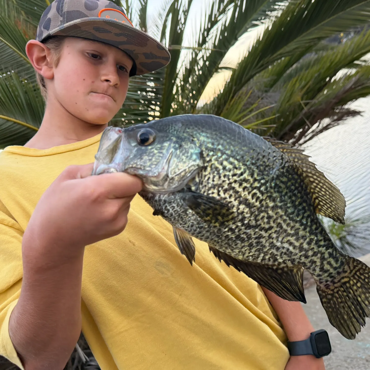 Black crappie caught on Fishbrain