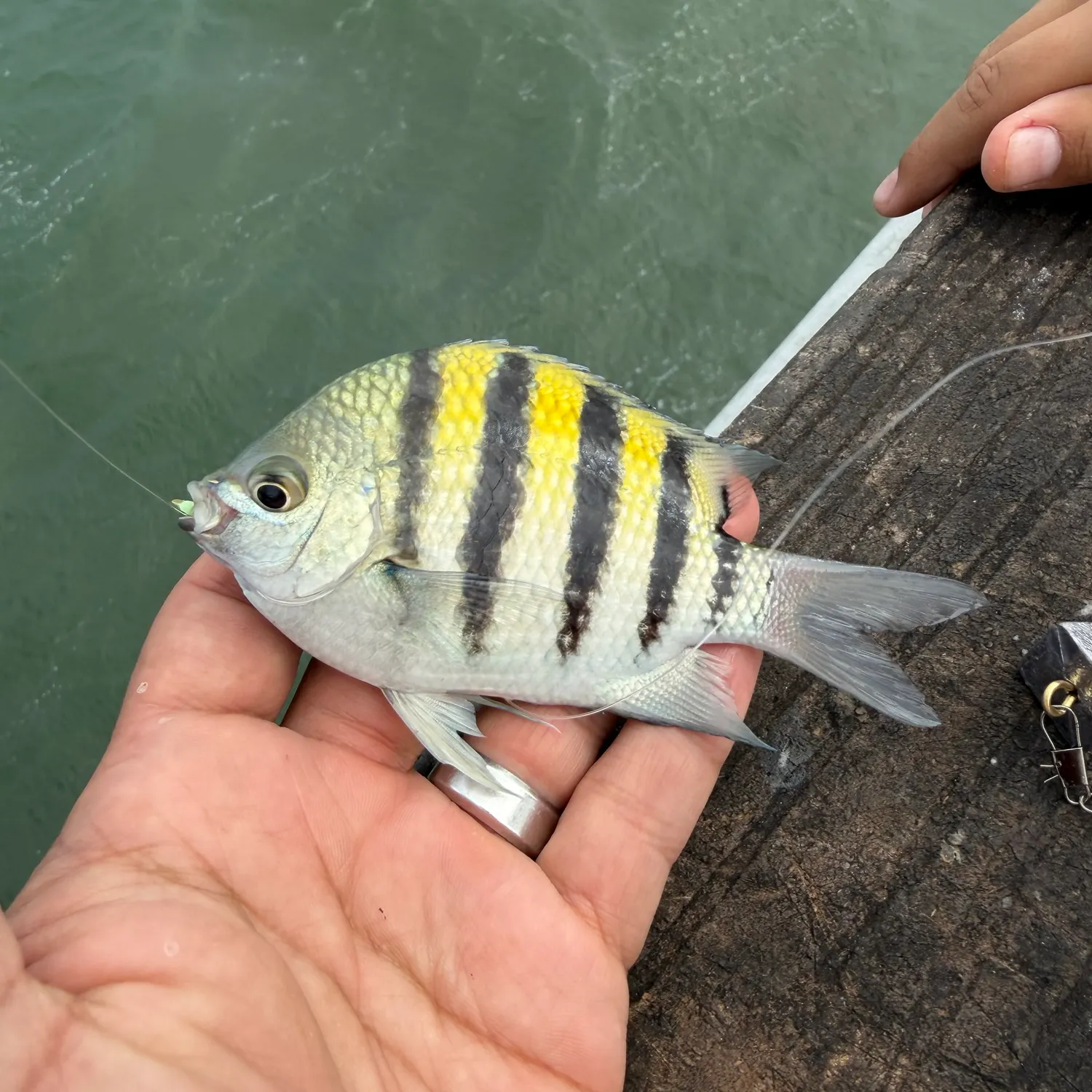 Sergeant-major caught on Fishbrain