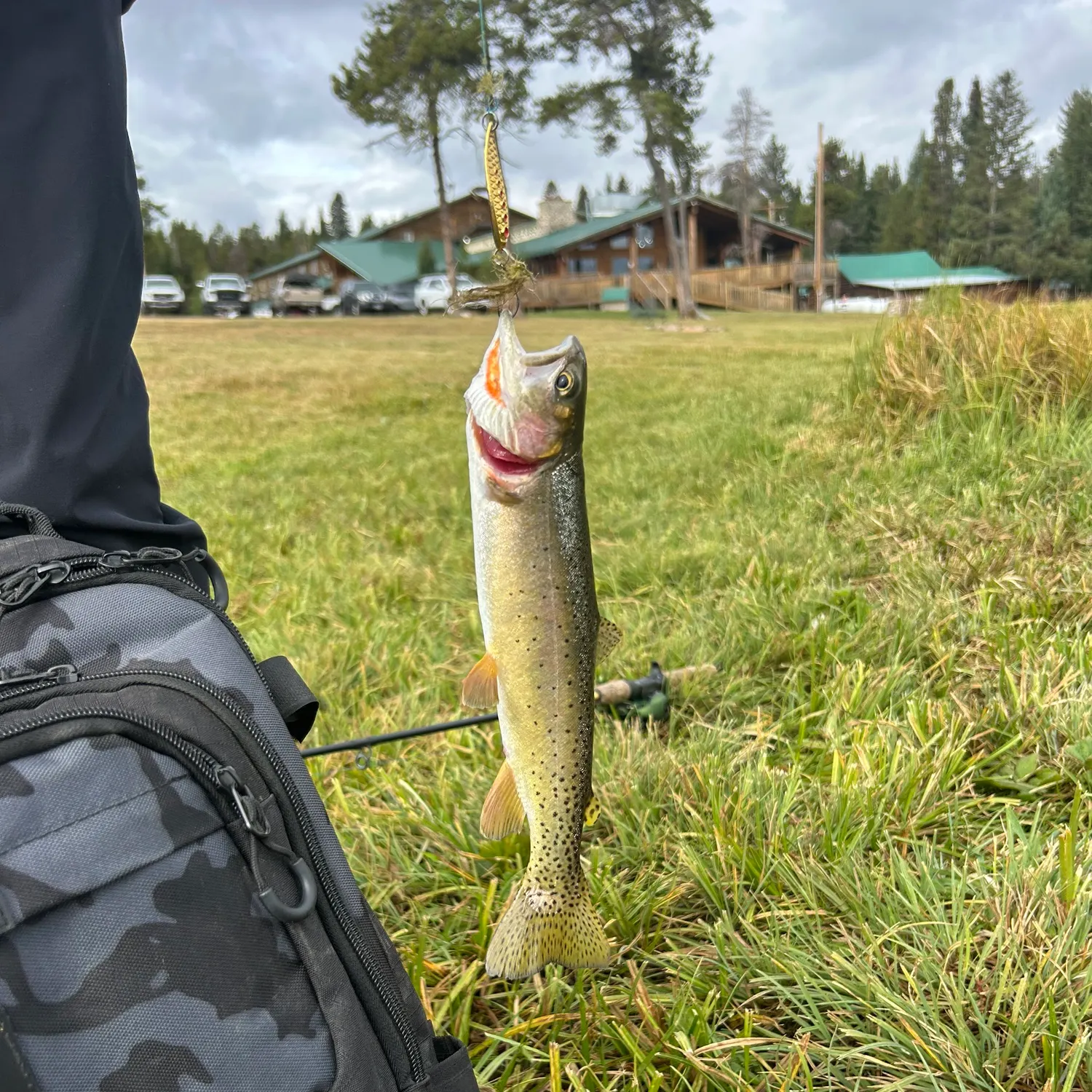 Cutthroat trout caught on Fishbrain