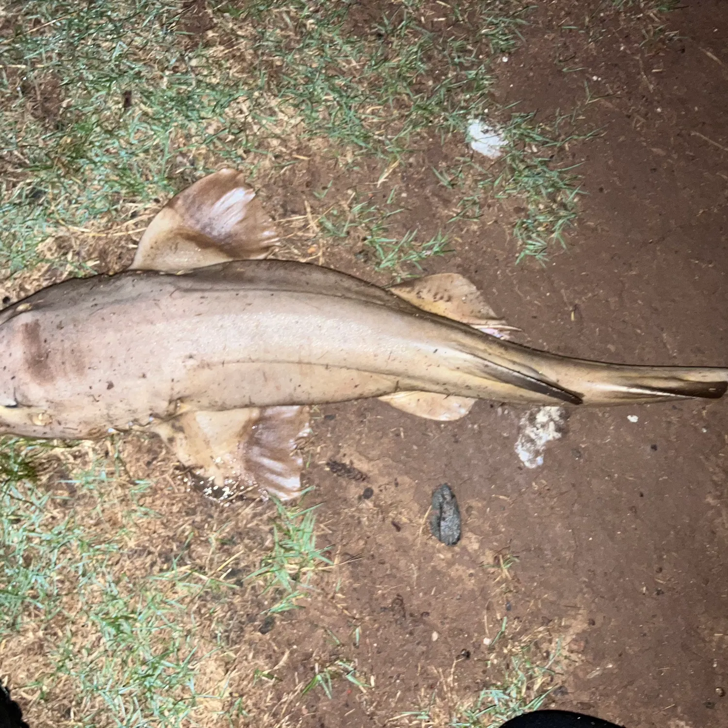 The most recent Brownbanded bamboo shark catches on Fishbrain