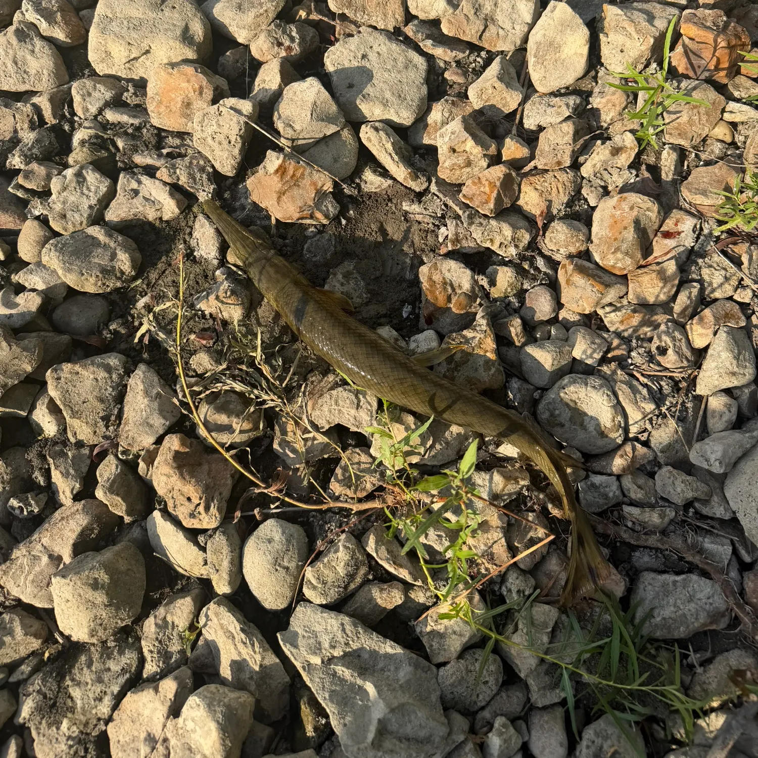 Shortnose gar caught on Fishbrain