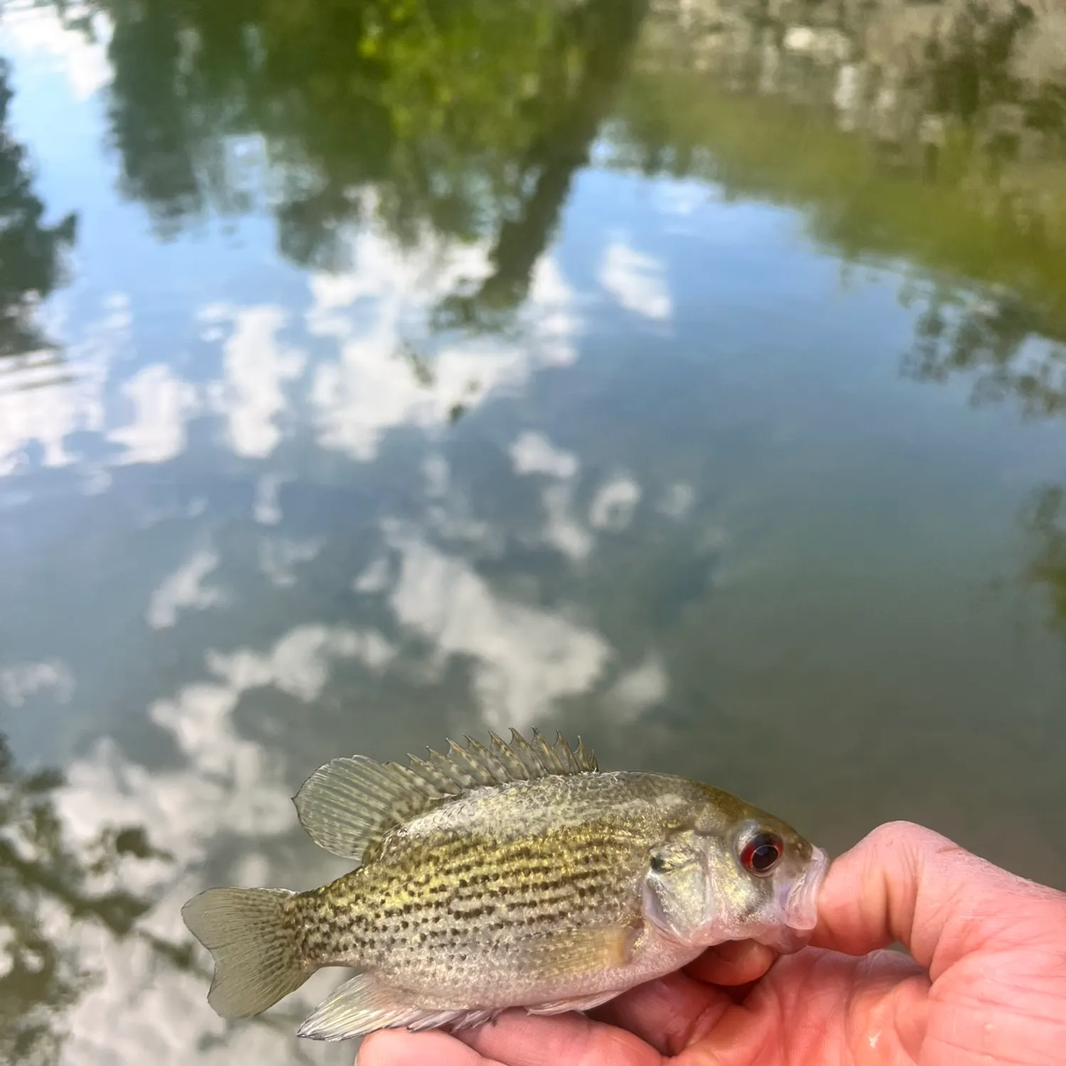 Fish caught on Fishbrain
