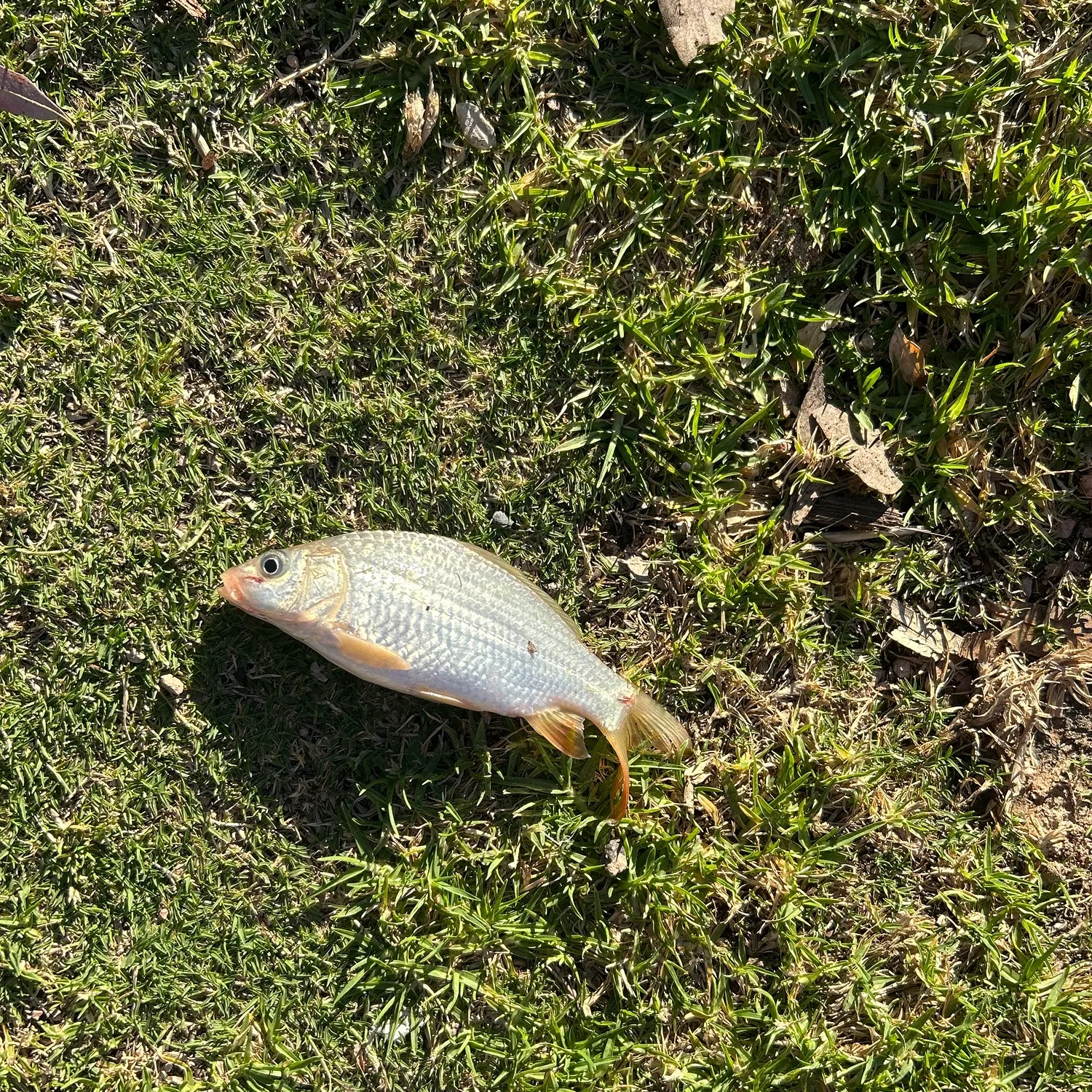 Common carp caught on Fishbrain