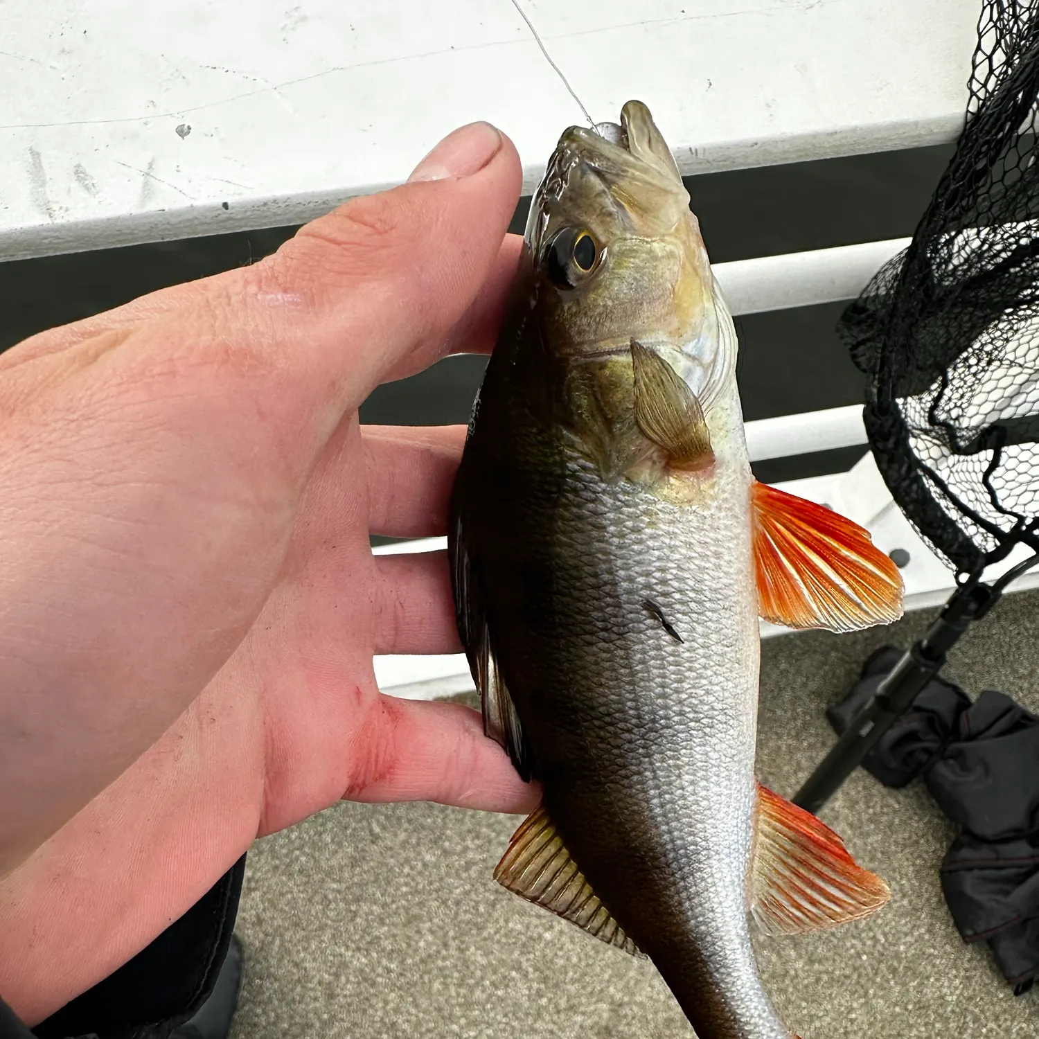 catch