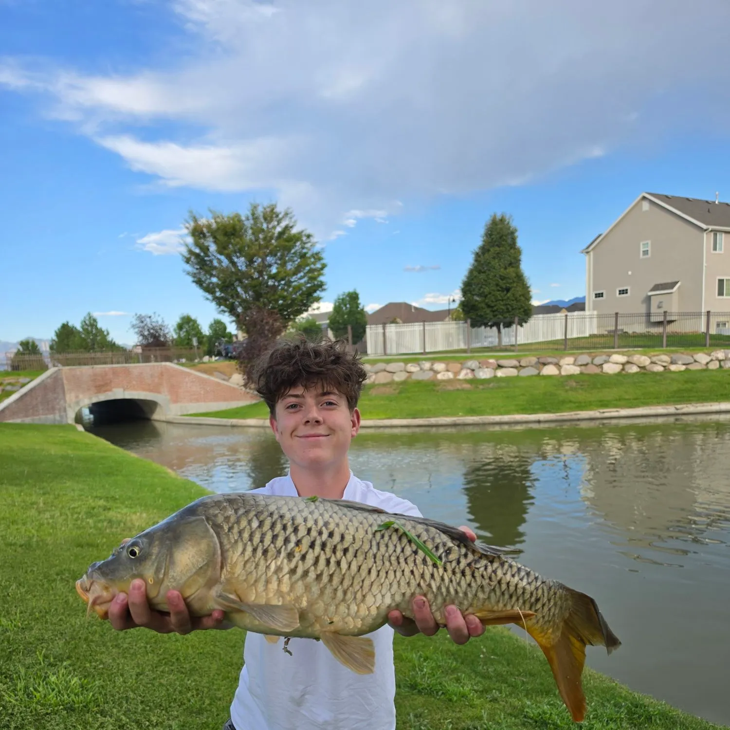 Common carp caught on Fishbrain