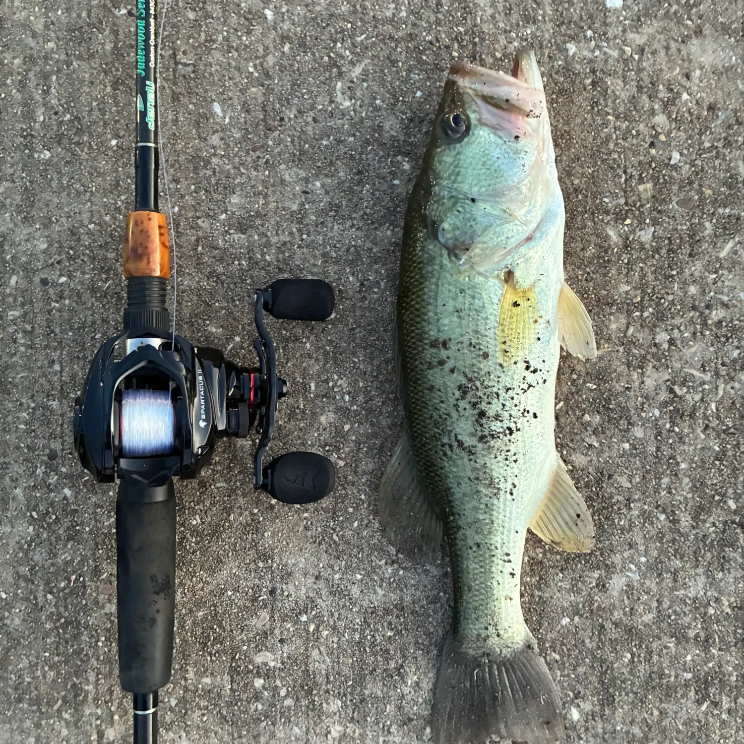 Largemouth bass caught on Fishbrain