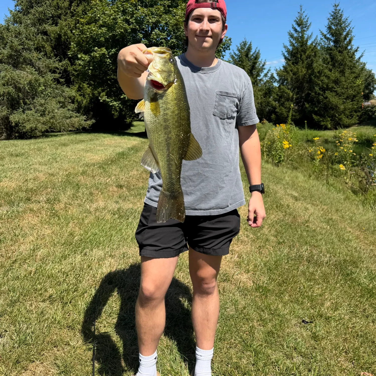Largemouth bass caught on Fishbrain