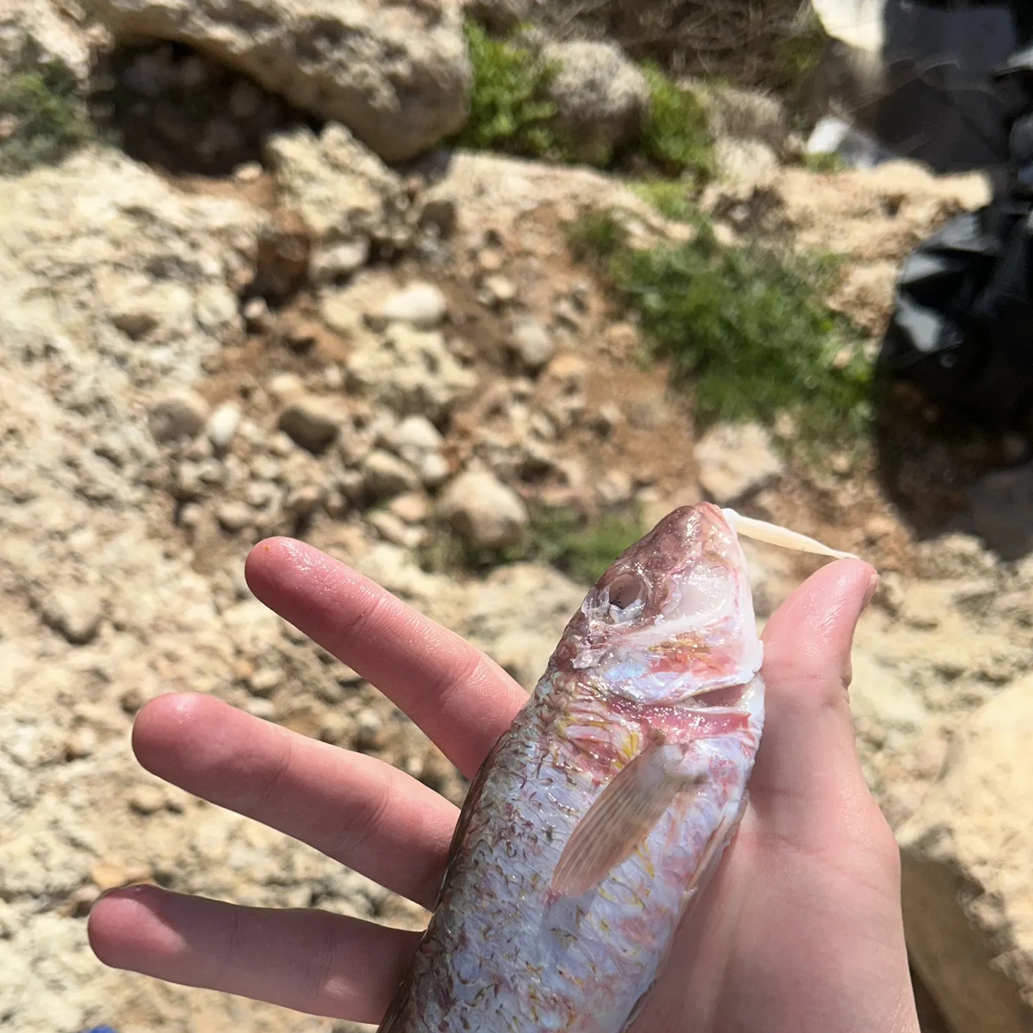 The most recent Striped red mullet catches on Fishbrain