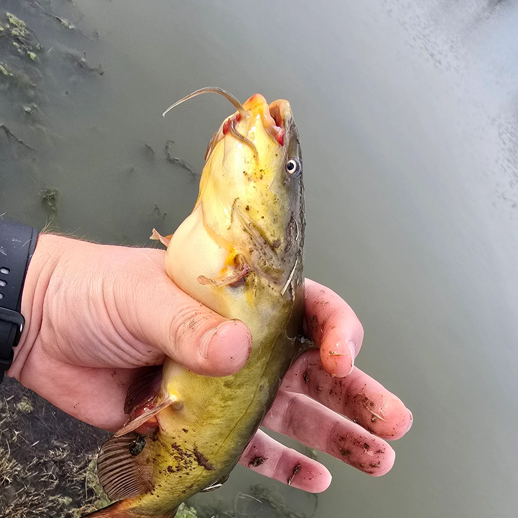 The most recent Black bullhead catches on Fishbrain