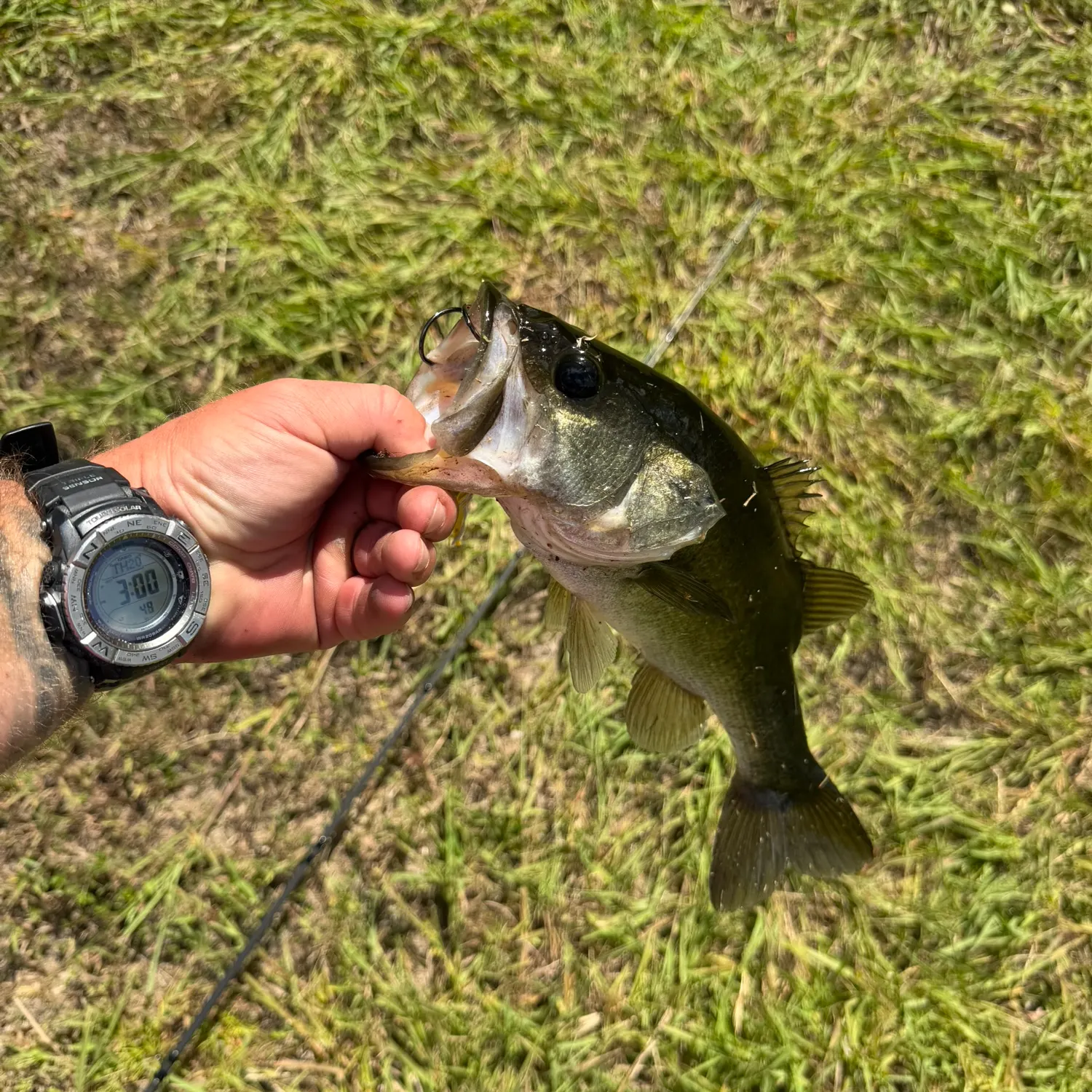 Largemouth bass caught on Fishbrain