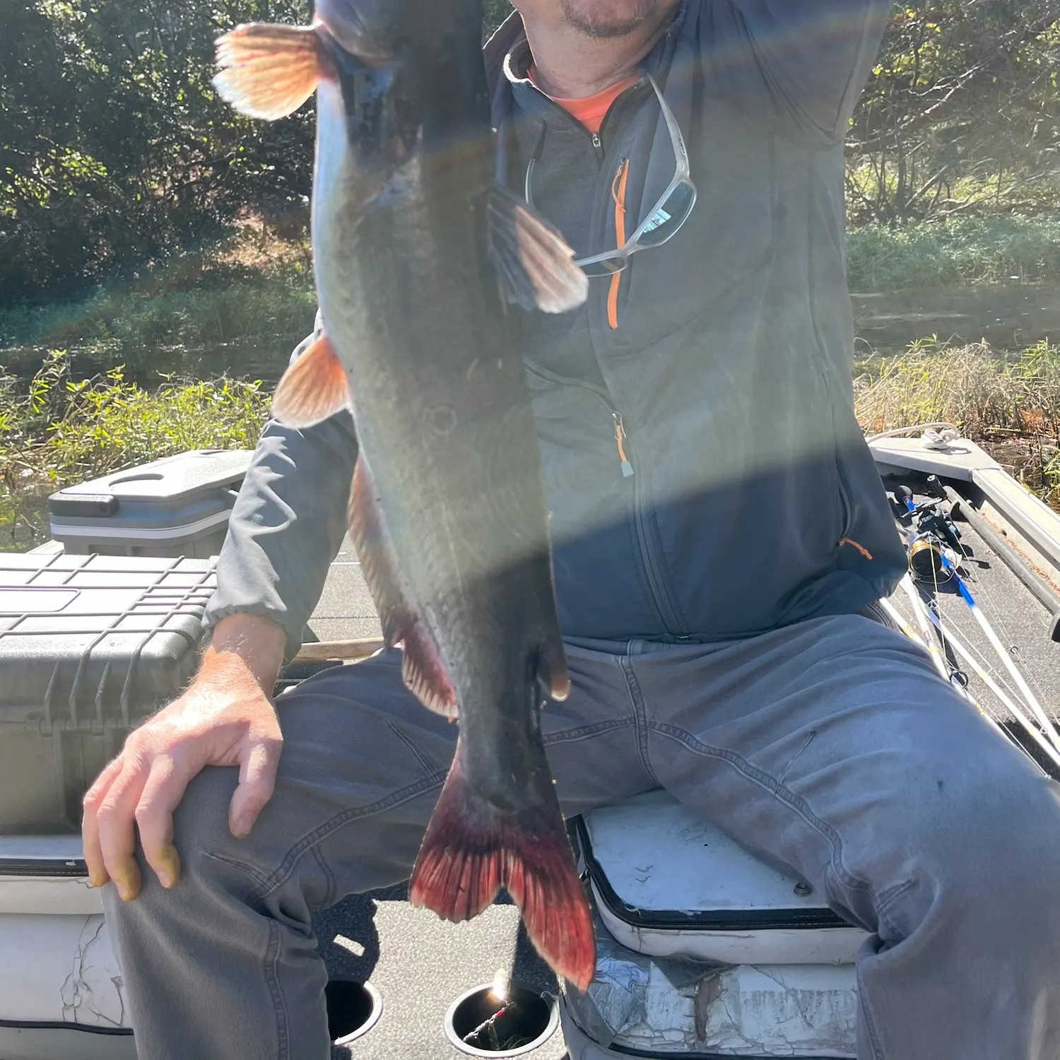 Channel catfish caught on Fishbrain