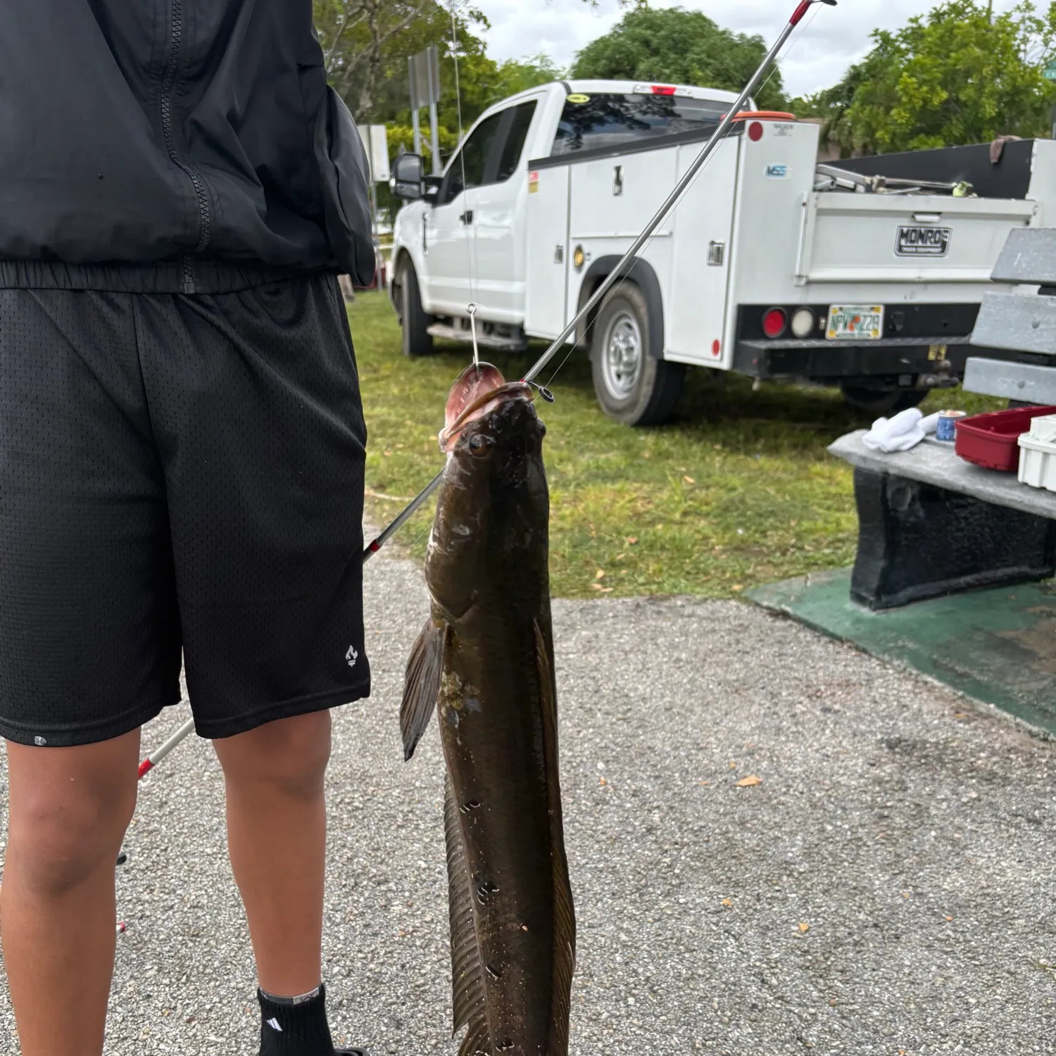 The most recent Bullseye snakehead catches on Fishbrain