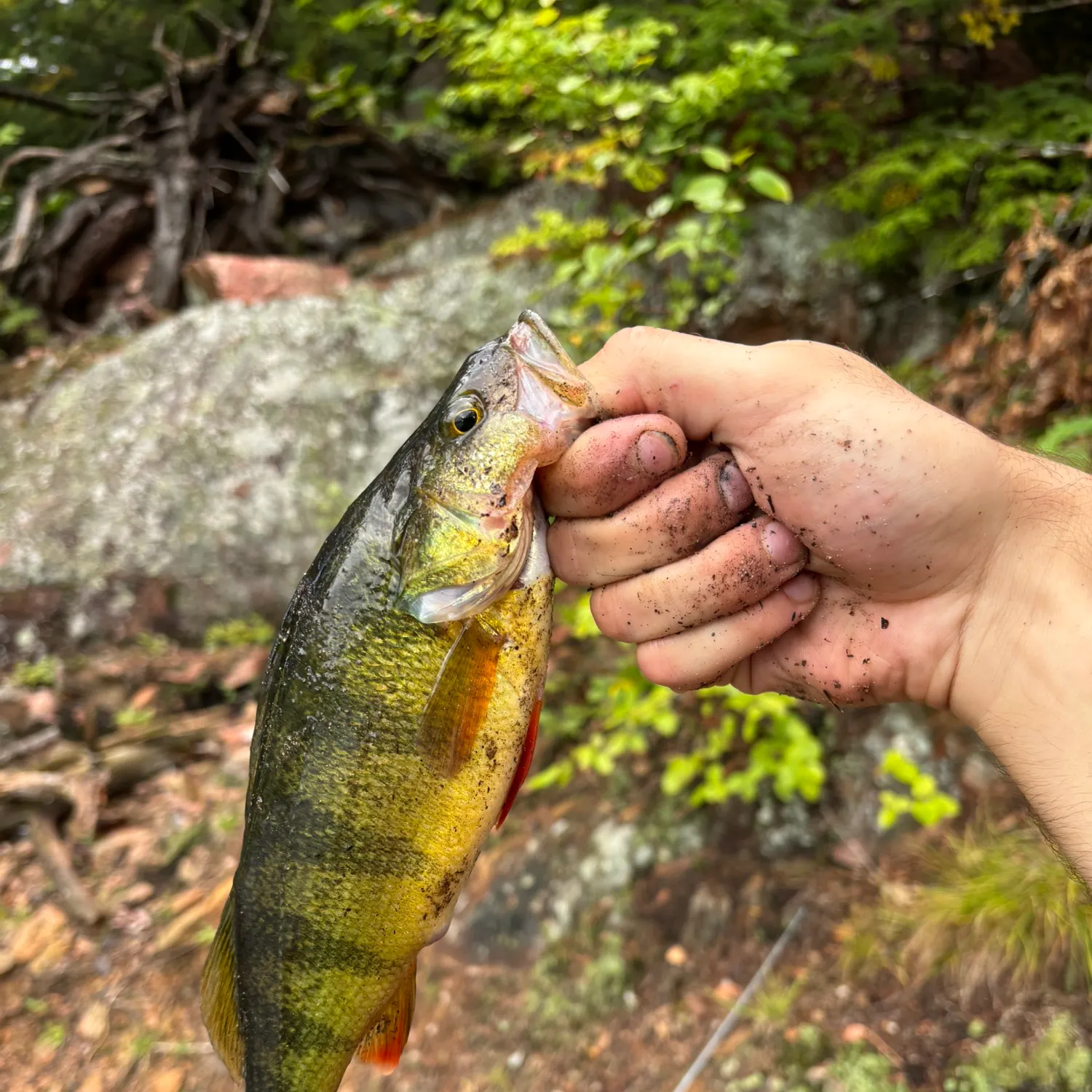 Yellow perch caught on Fishbrain