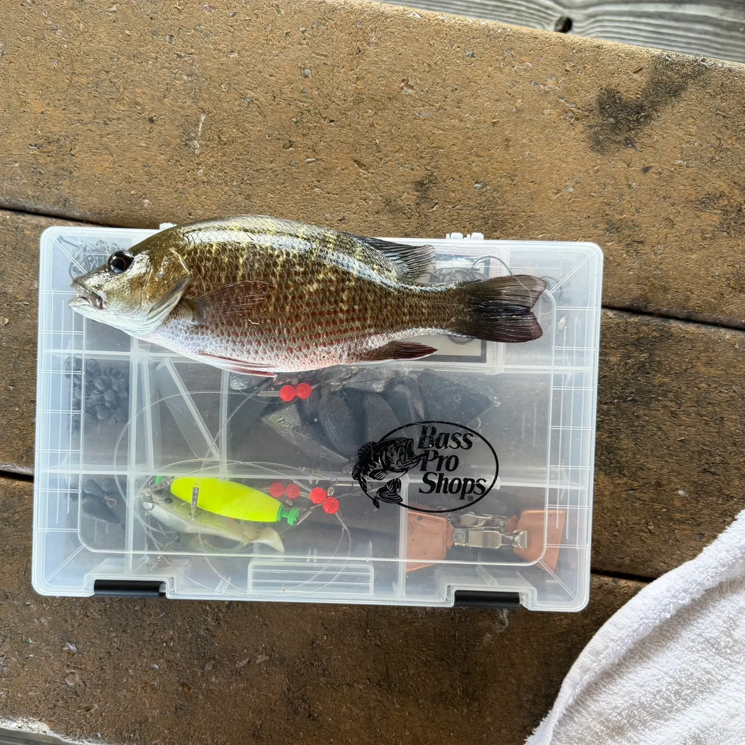 Mangrove snapper caught on Fishbrain