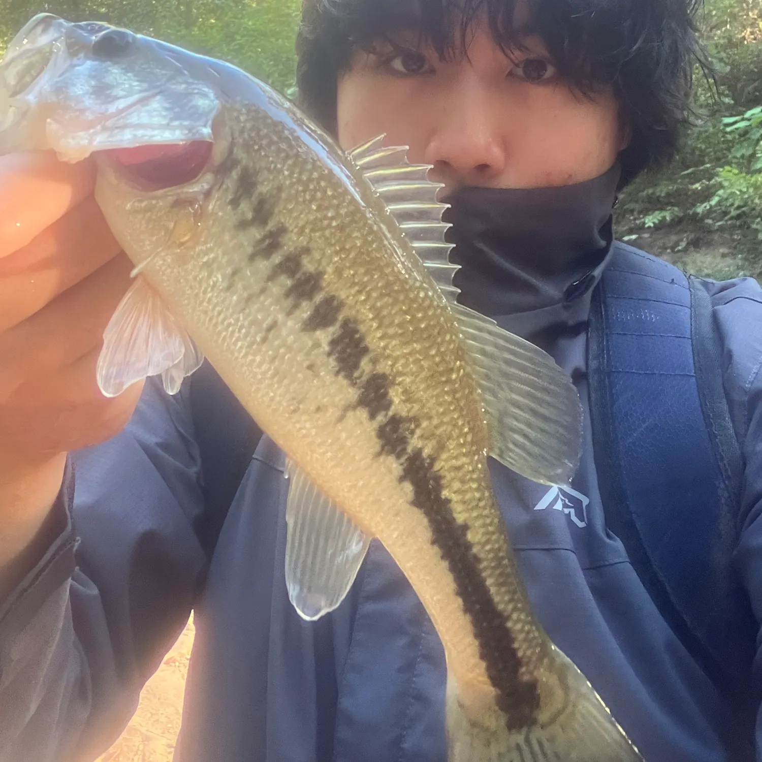 Creek chub caught on Fishbrain