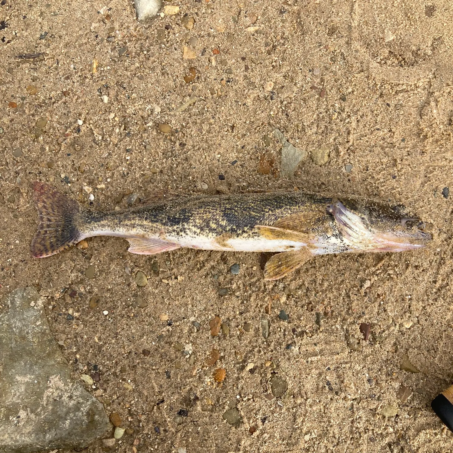 Saugeye caught on Fishbrain
