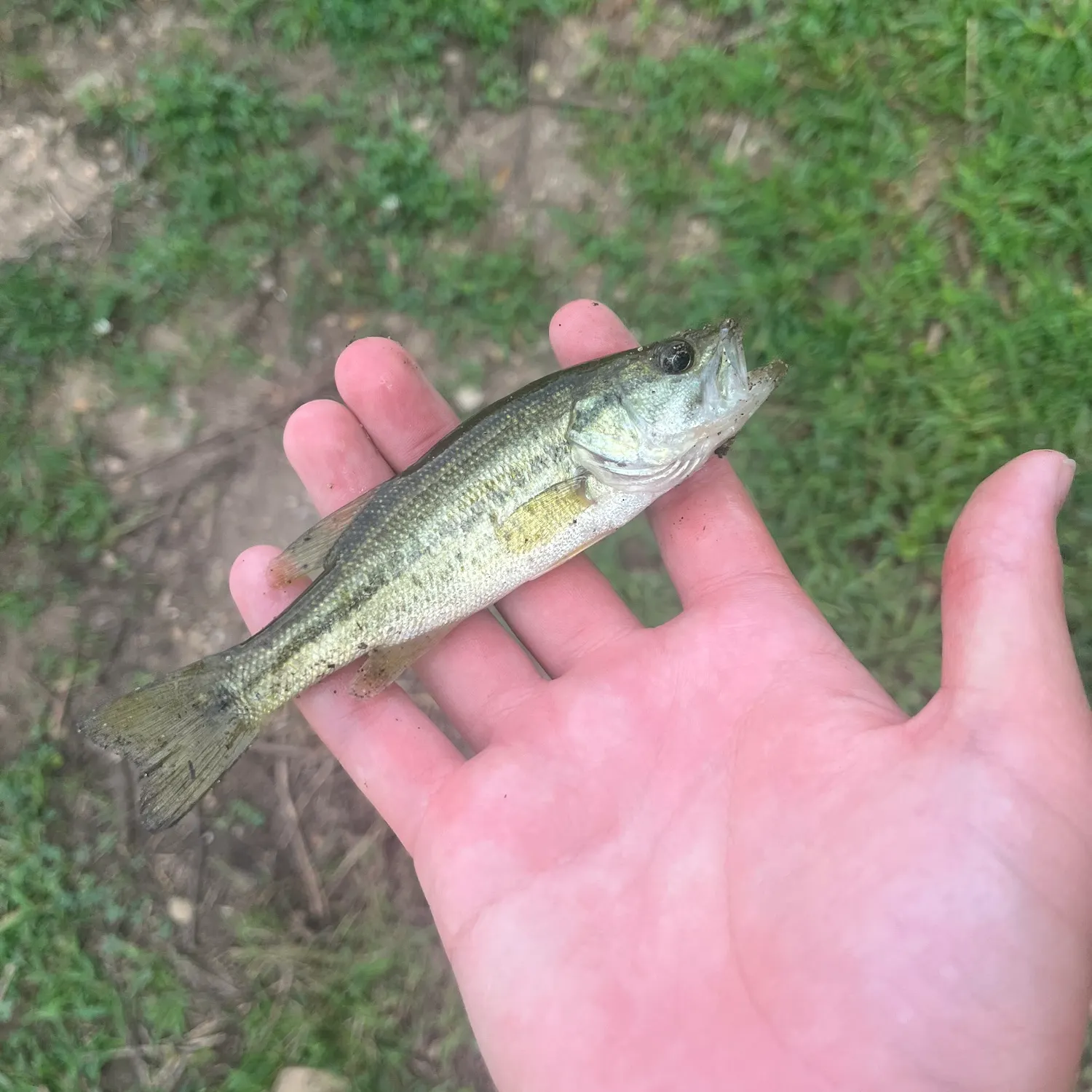Spotted bass caught on Fishbrain