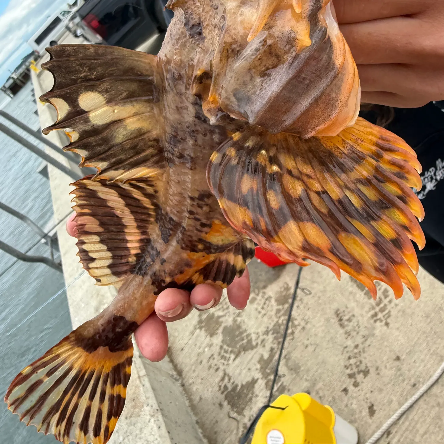 The most recent Shorthorn sculpin catches on Fishbrain