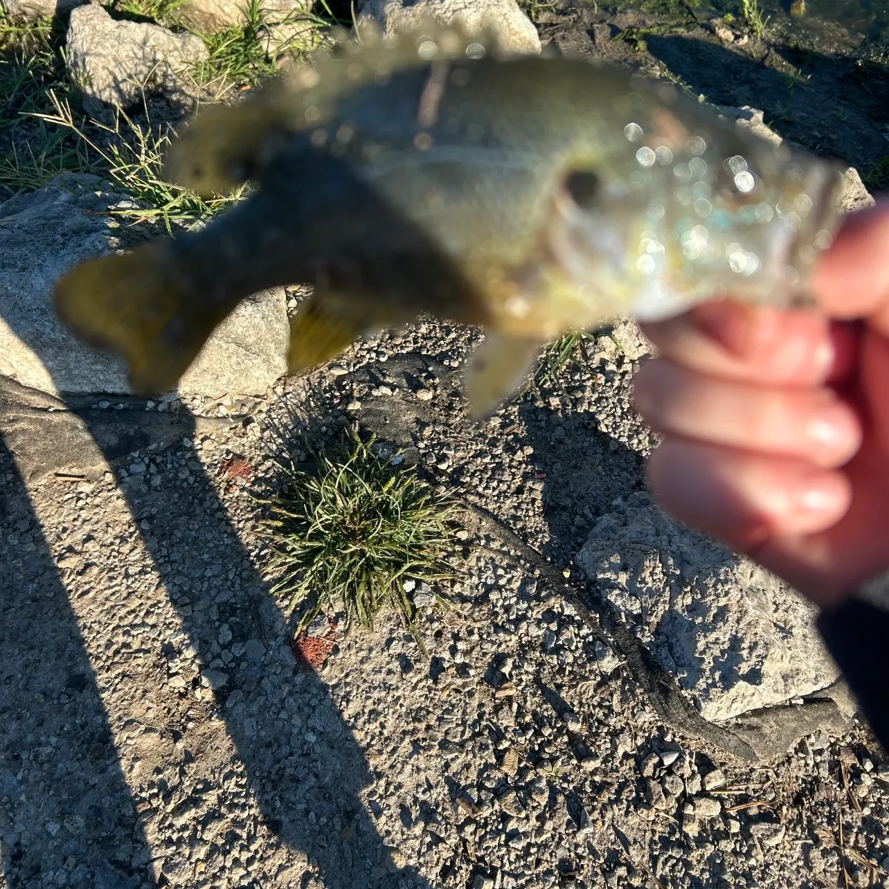 Green sunfish caught on Fishbrain