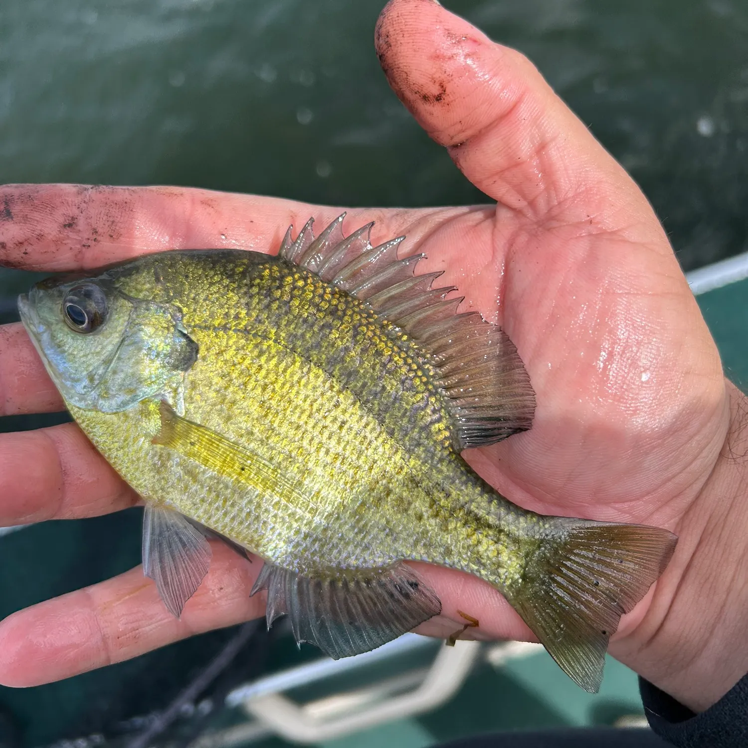Bluegill caught on Fishbrain