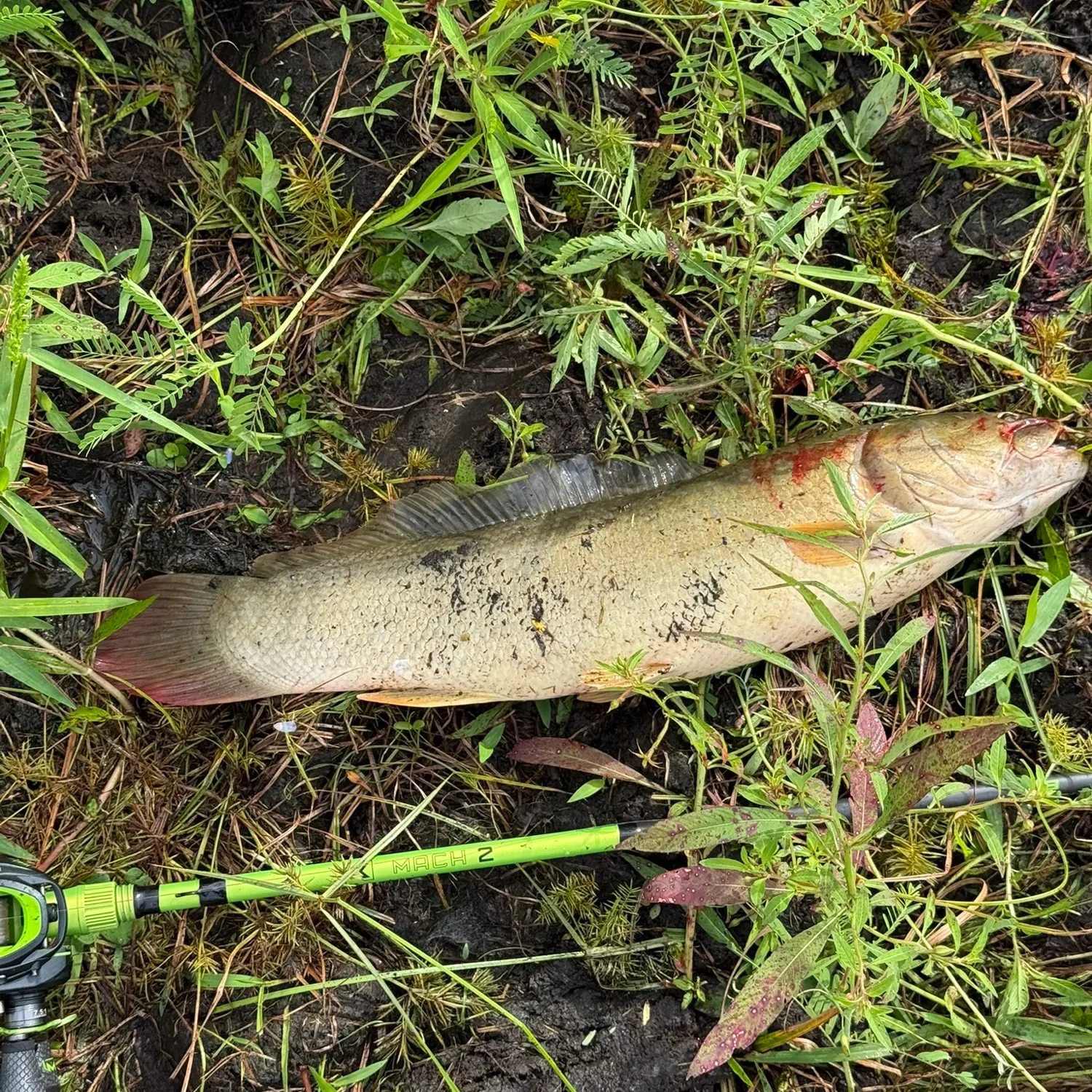 Ruddy bowfin caught on Fishbrain