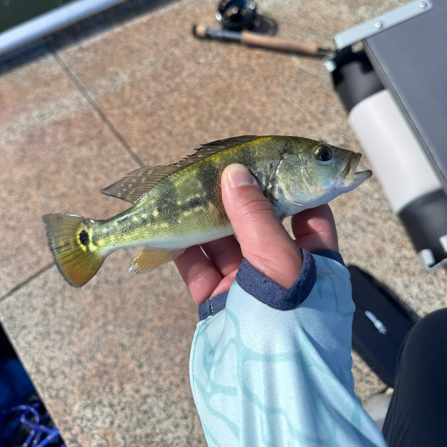 Butterfly peacock bass caught on Fishbrain