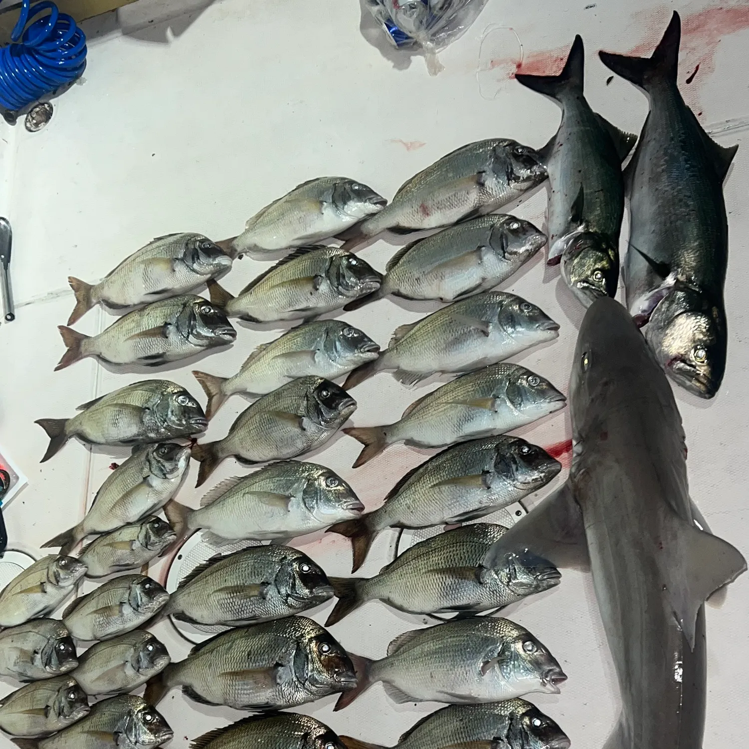Fish caught on Fishbrain