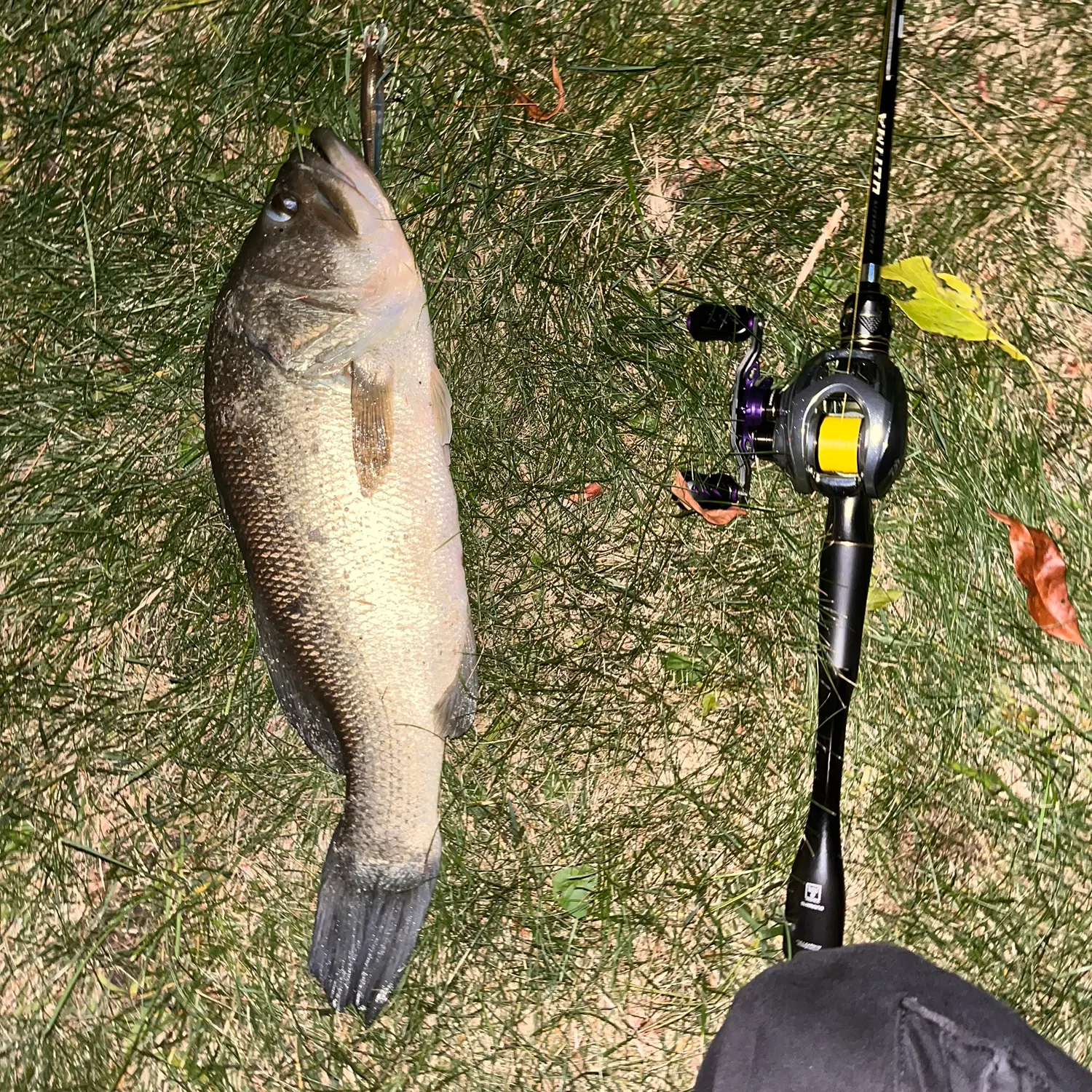 Largemouth bass caught on Fishbrain