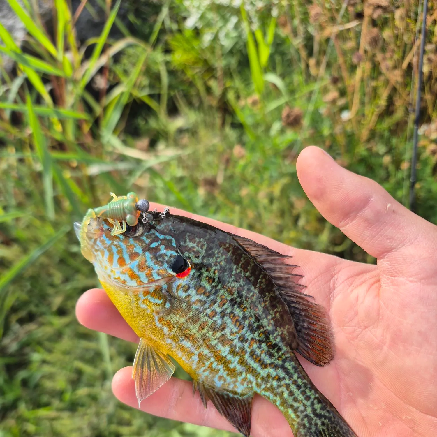 Pumpkinseed caught on Fishbrain