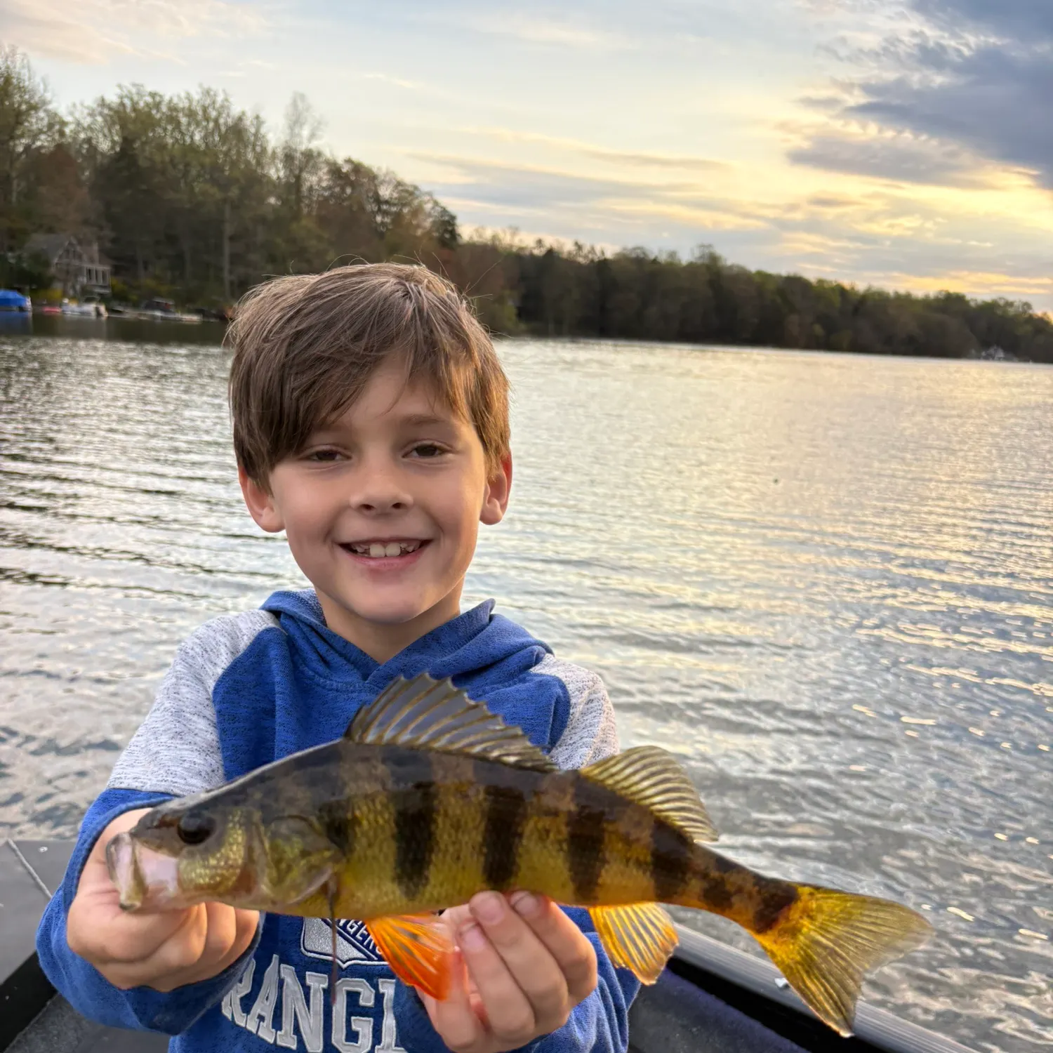 Yellow perch caught on Fishbrain