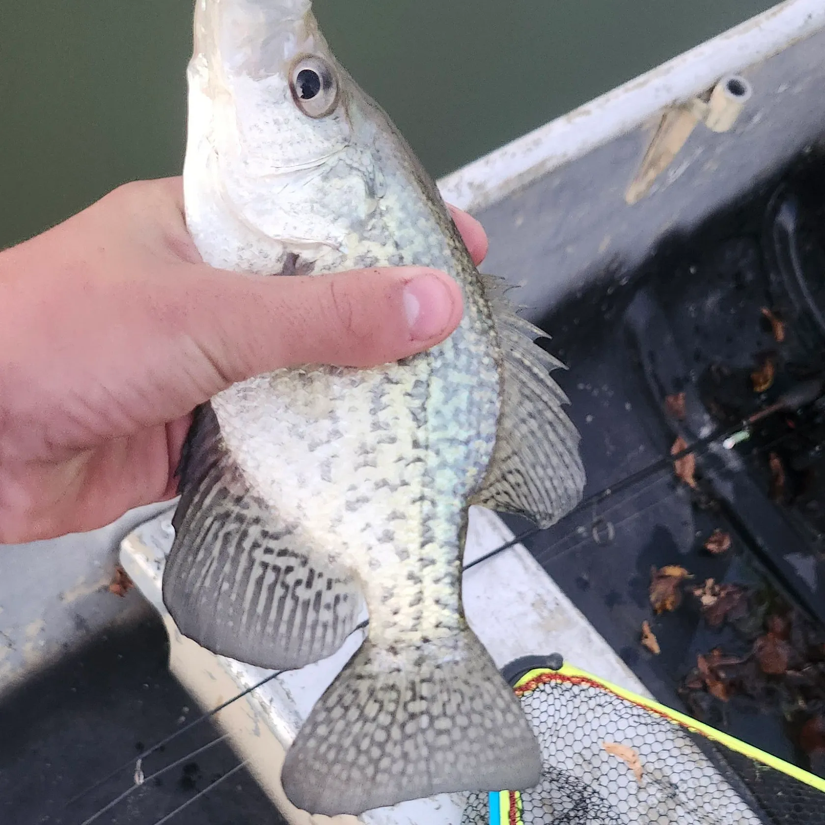 Black crappie caught on Fishbrain