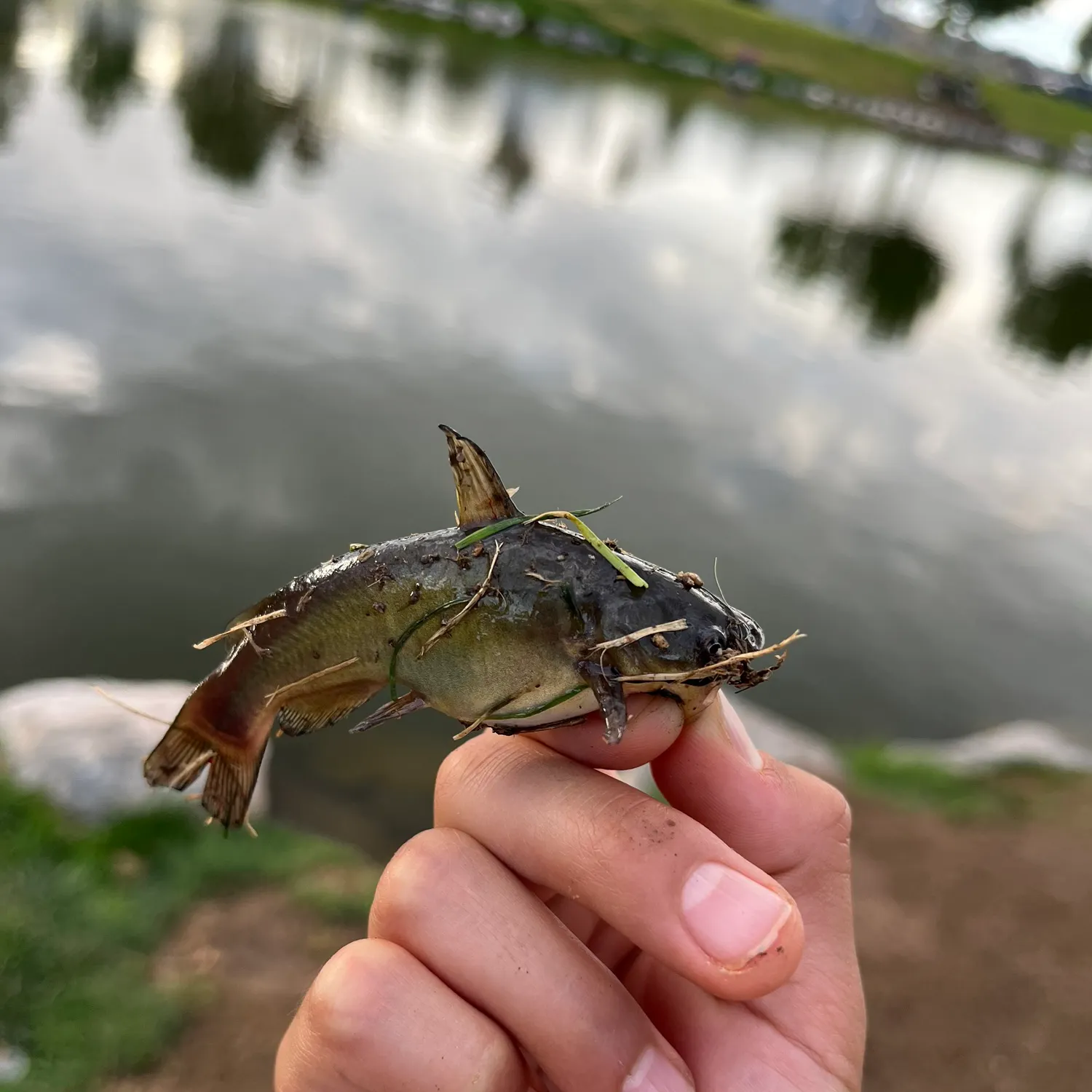 Black bullhead caught on Fishbrain