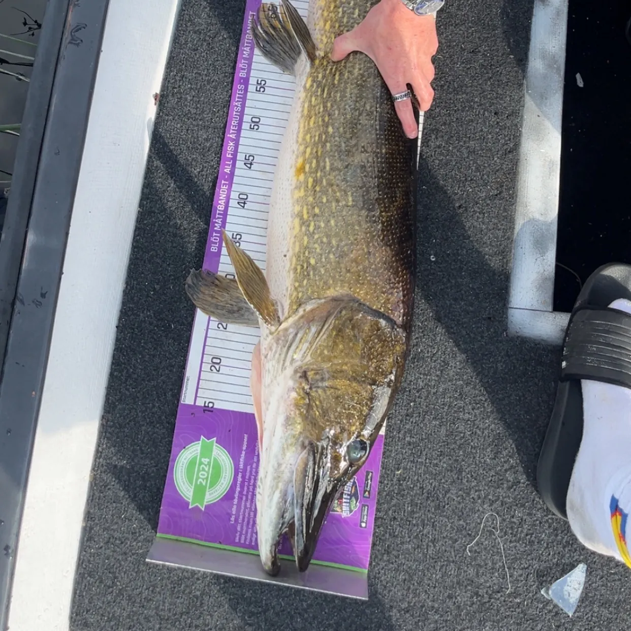recently logged catches