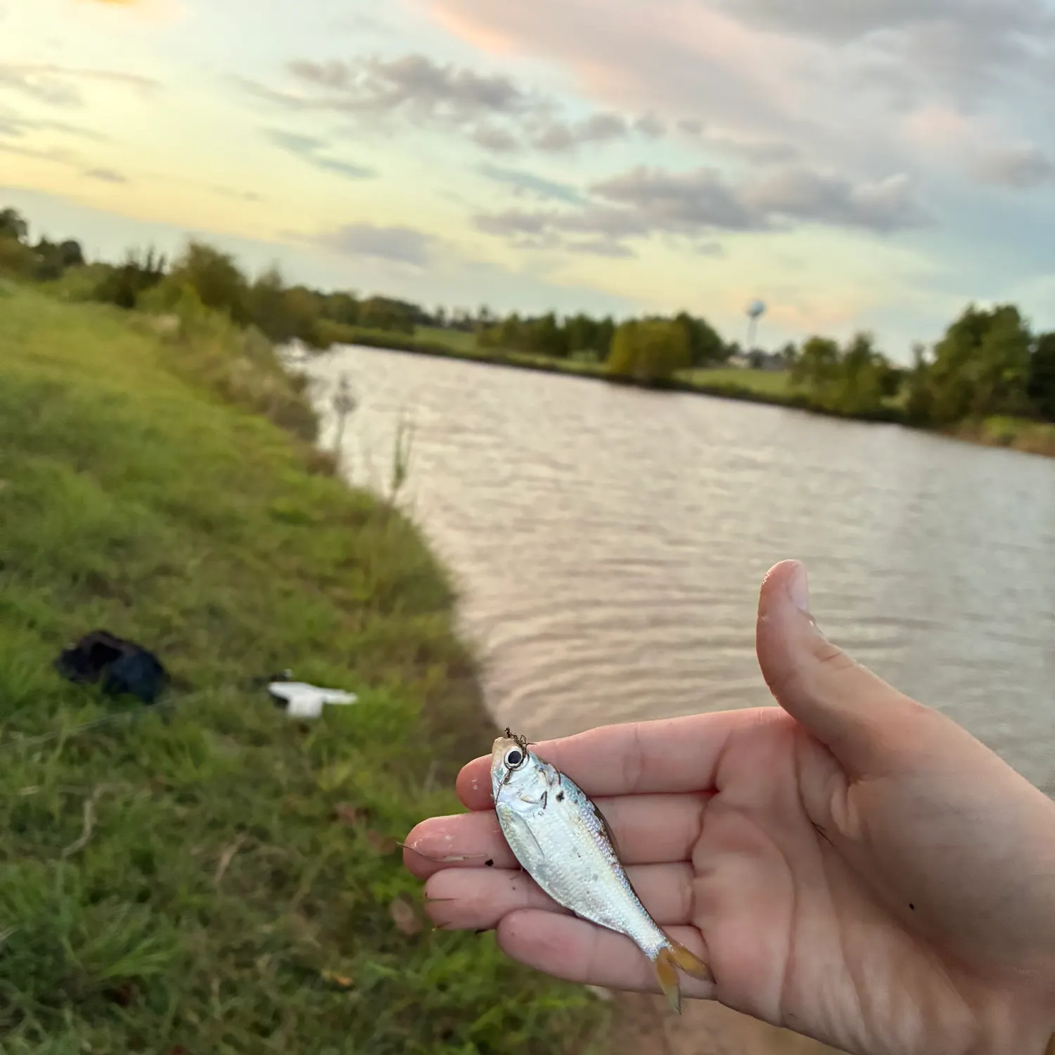 American gizzard shad caught on Fishbrain