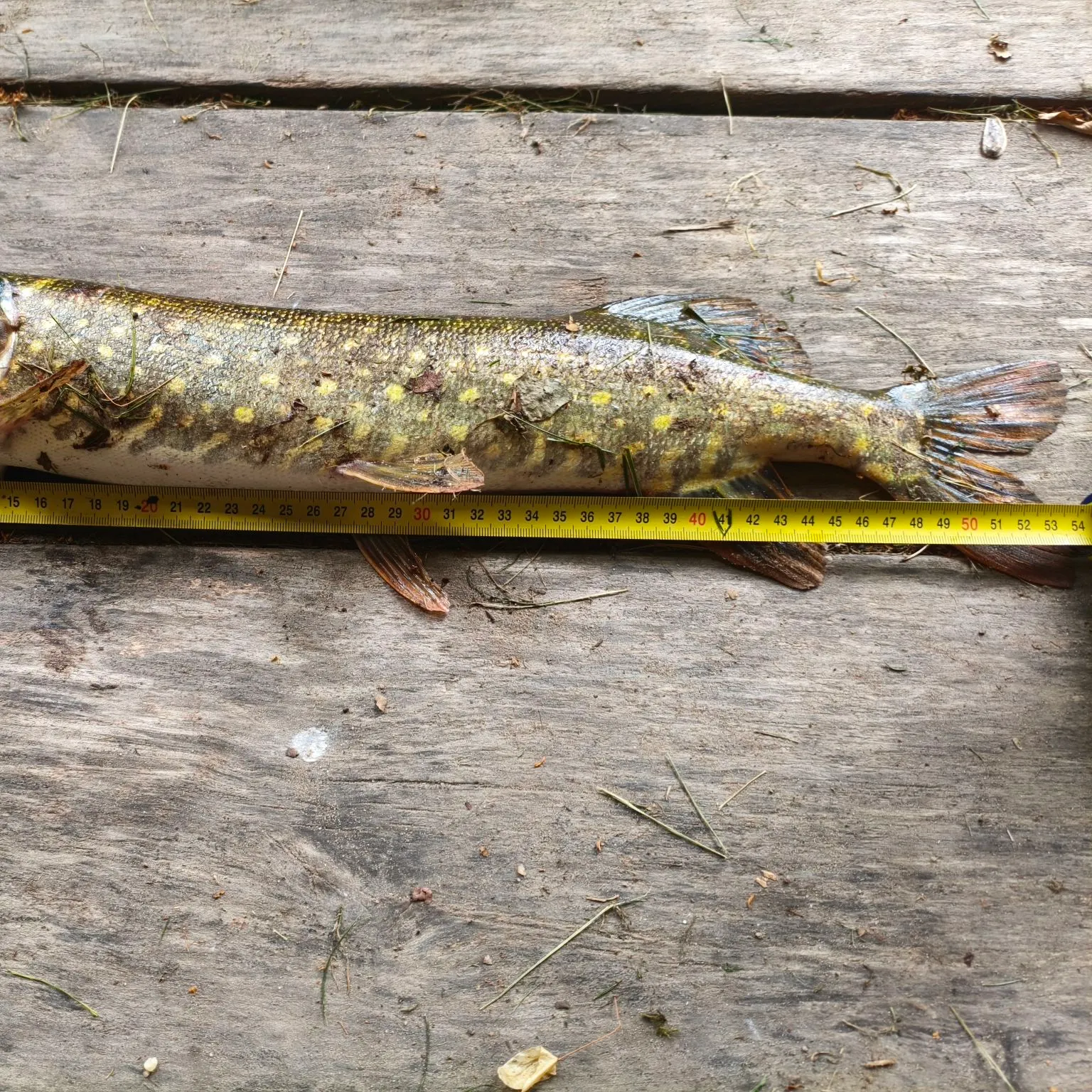 Northern pike caught on Fishbrain