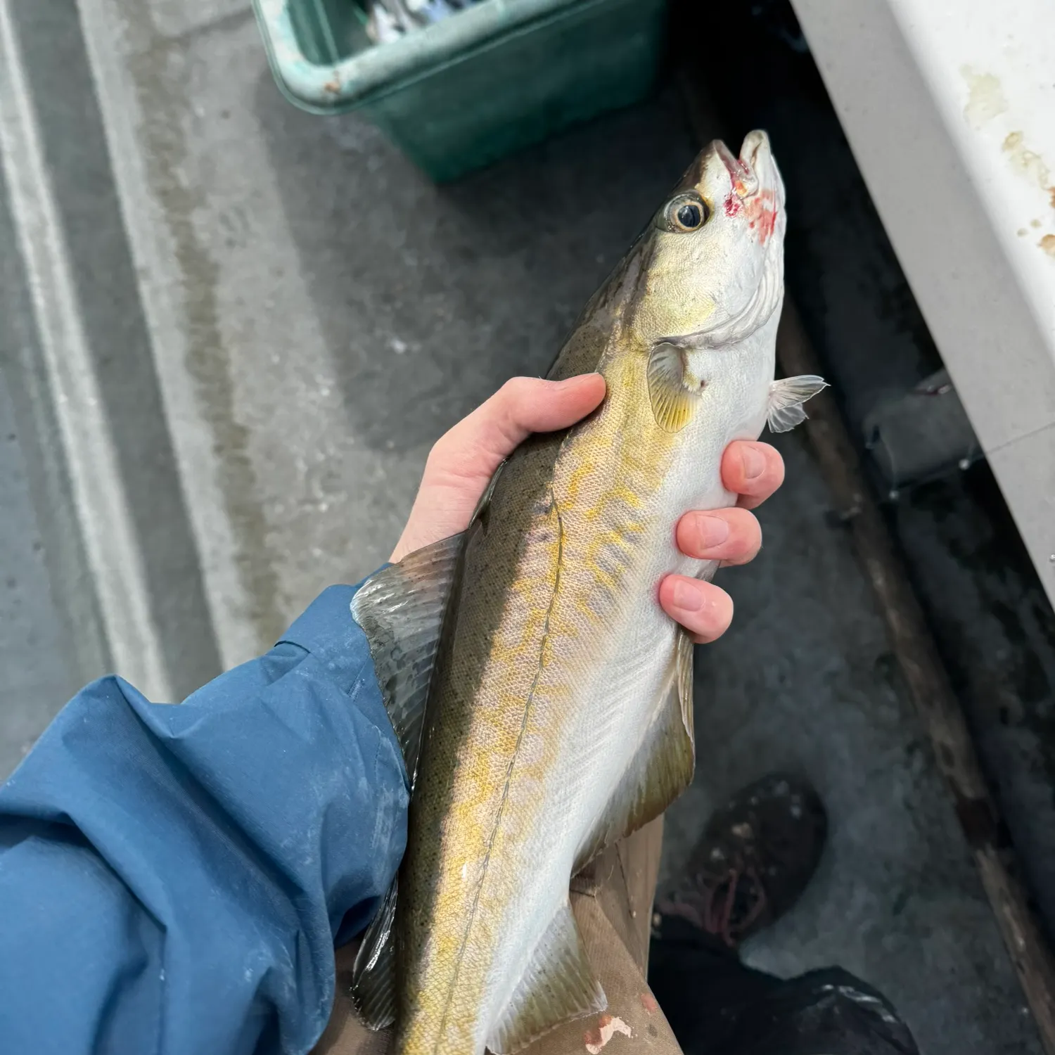 Pollack caught on Fishbrain