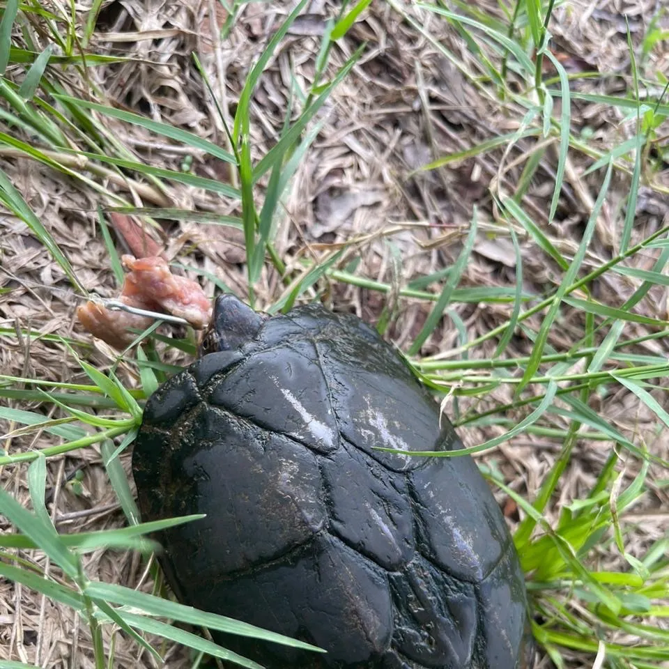 Fish caught on Fishbrain