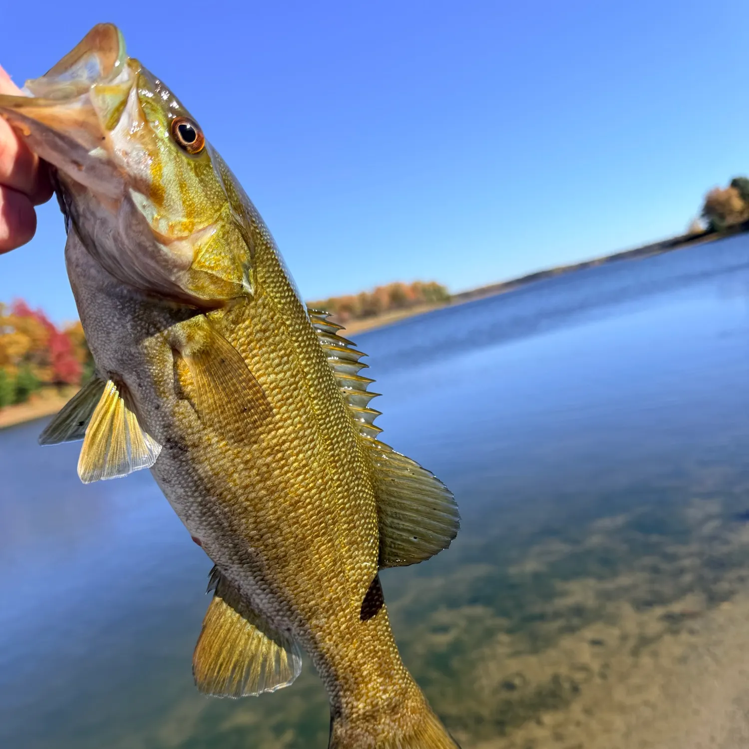 Smallmouth bass caught on Fishbrain