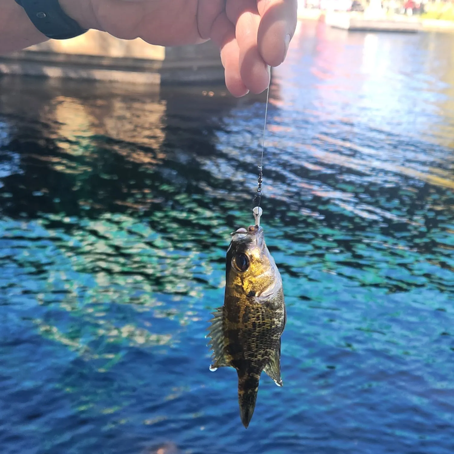 Rock bass caught on Fishbrain