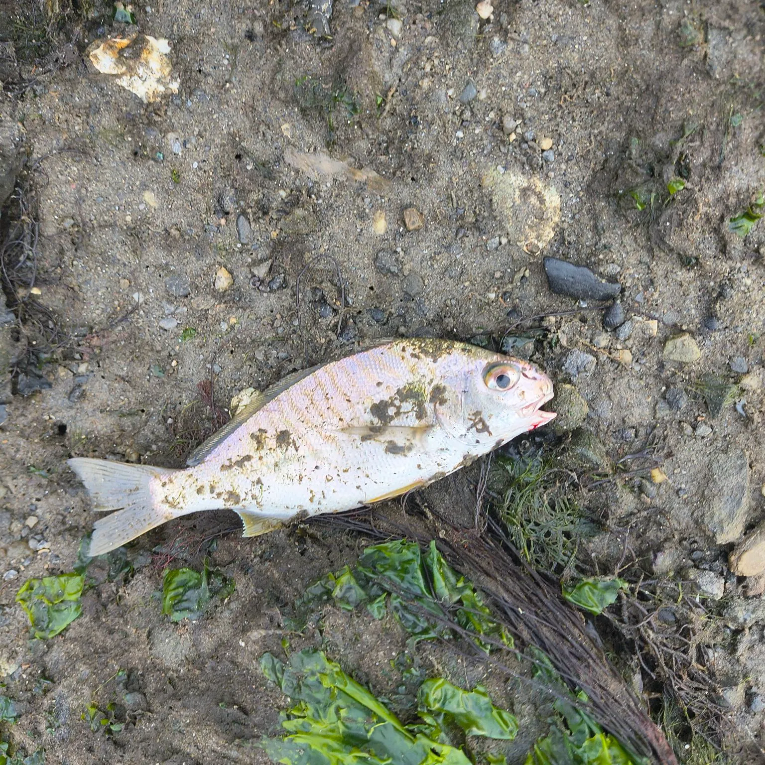 Spot croaker caught on Fishbrain