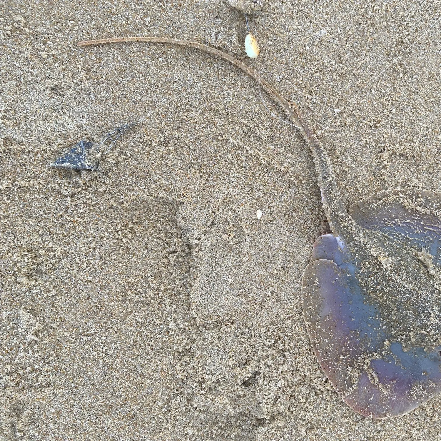 Atlantic stingray caught on Fishbrain
