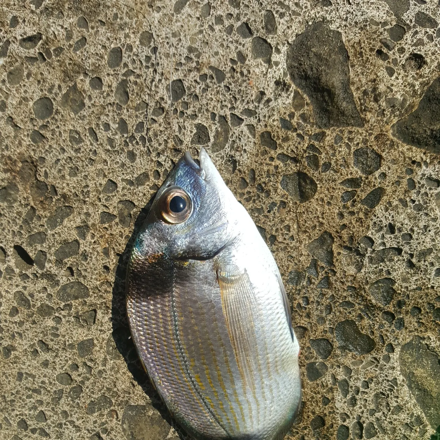 The most recent Common two-banded seabream catches on Fishbrain