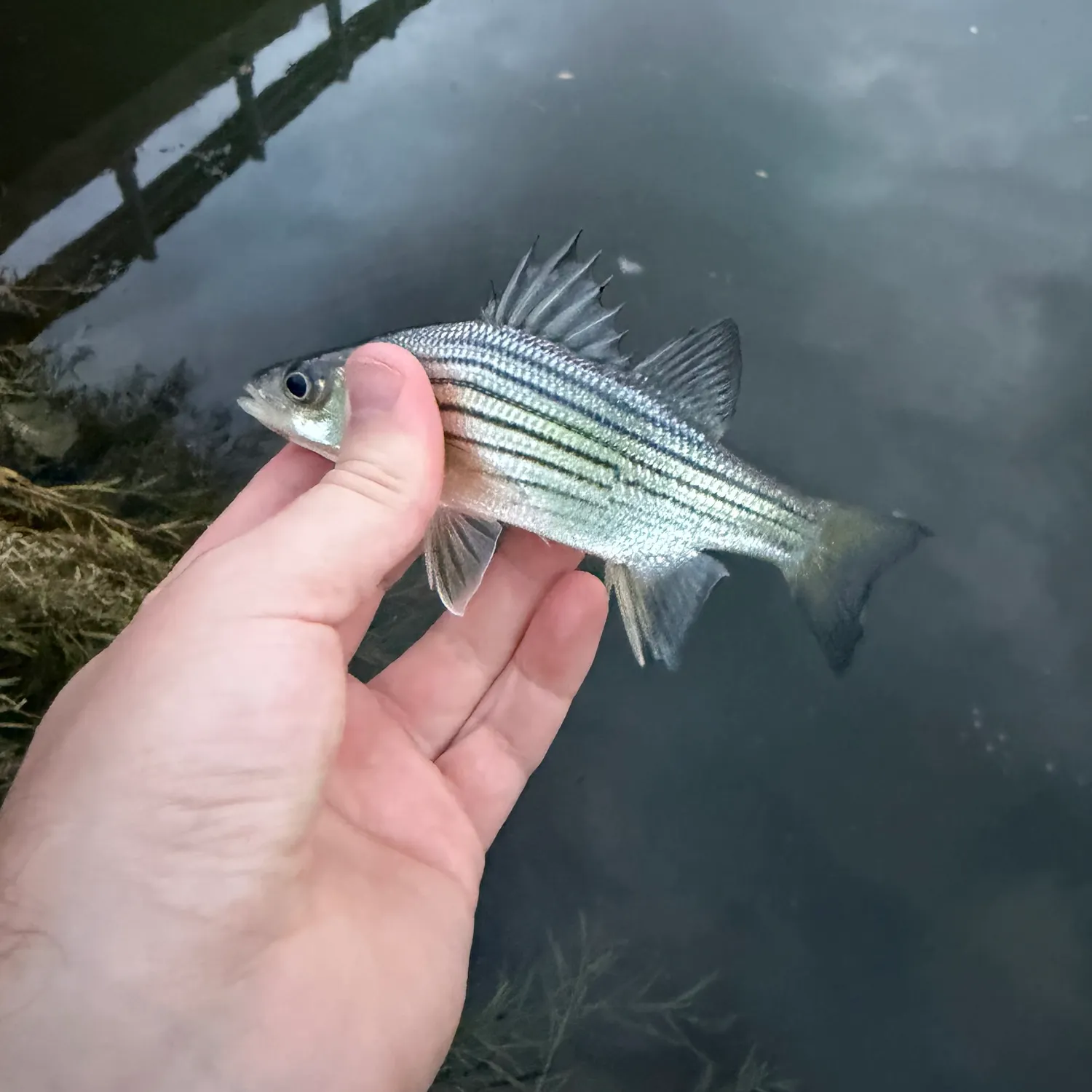 Yellow bass caught on Fishbrain