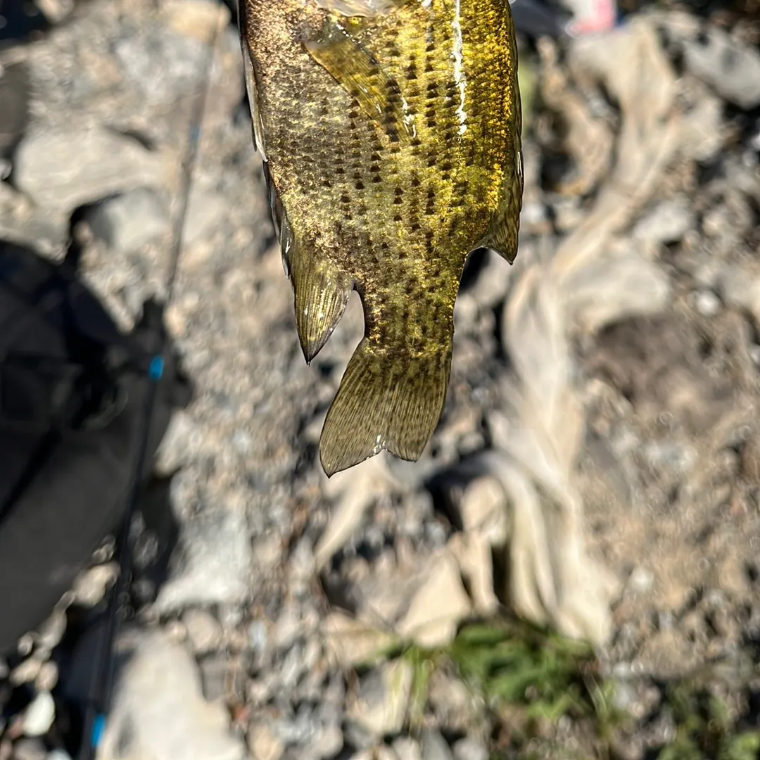Rock bass caught on Fishbrain