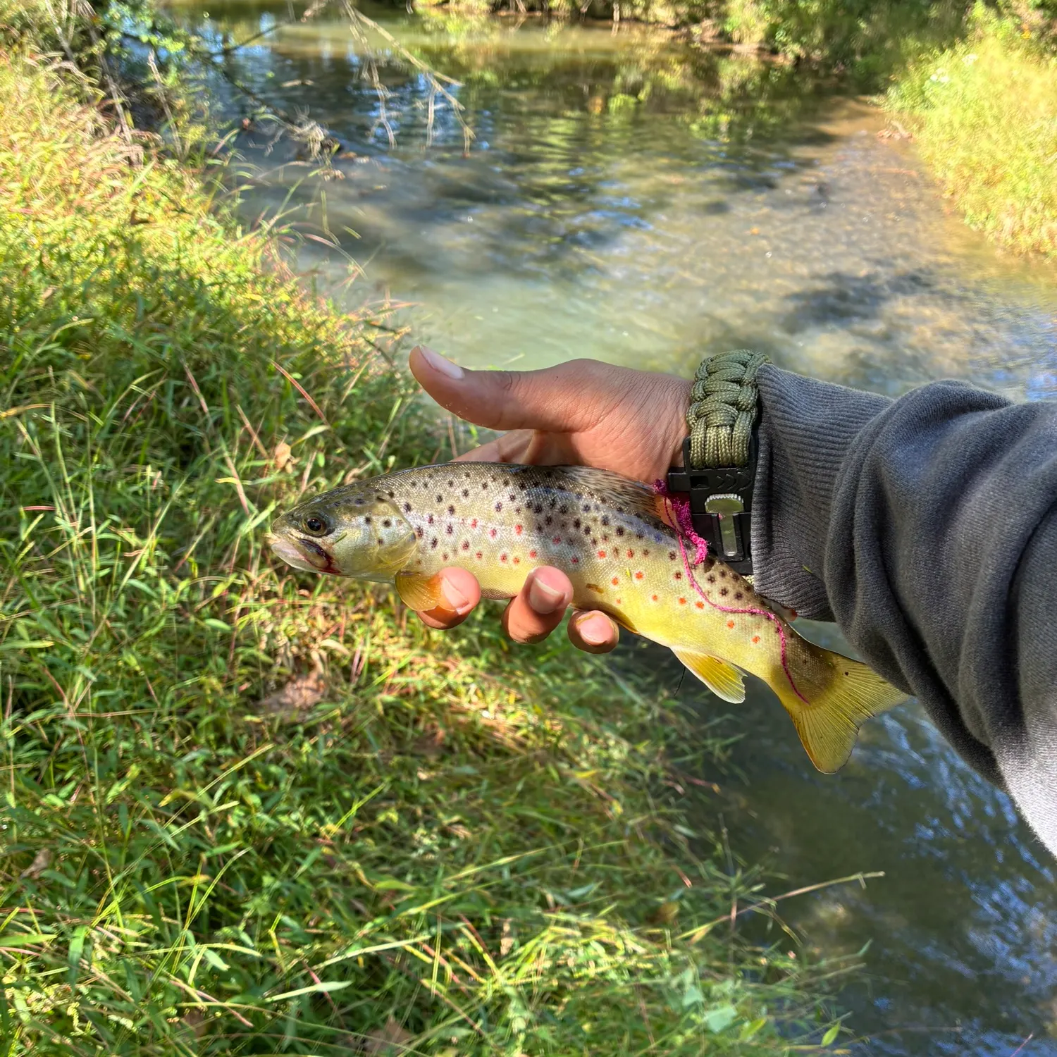 Brown trout caught on Fishbrain