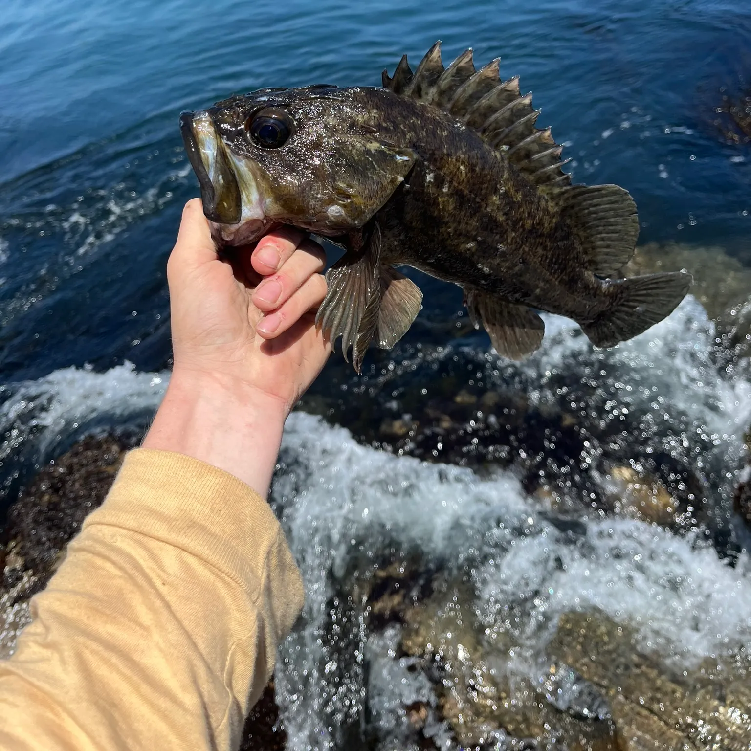 most liked catch image