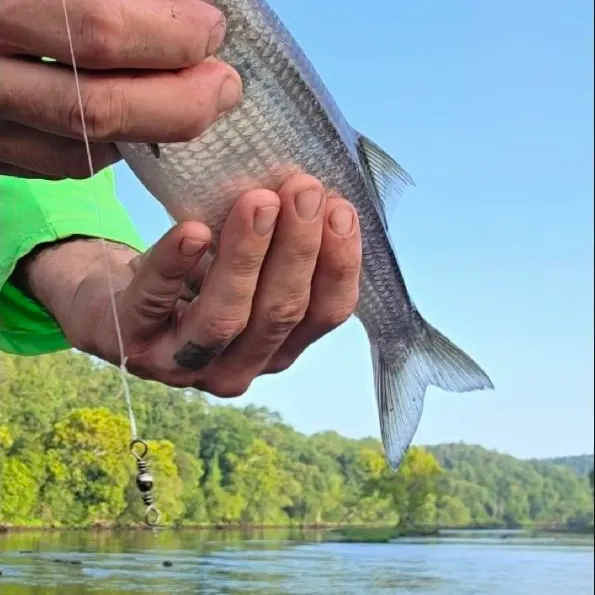 The most recent Mooneye catches on Fishbrain