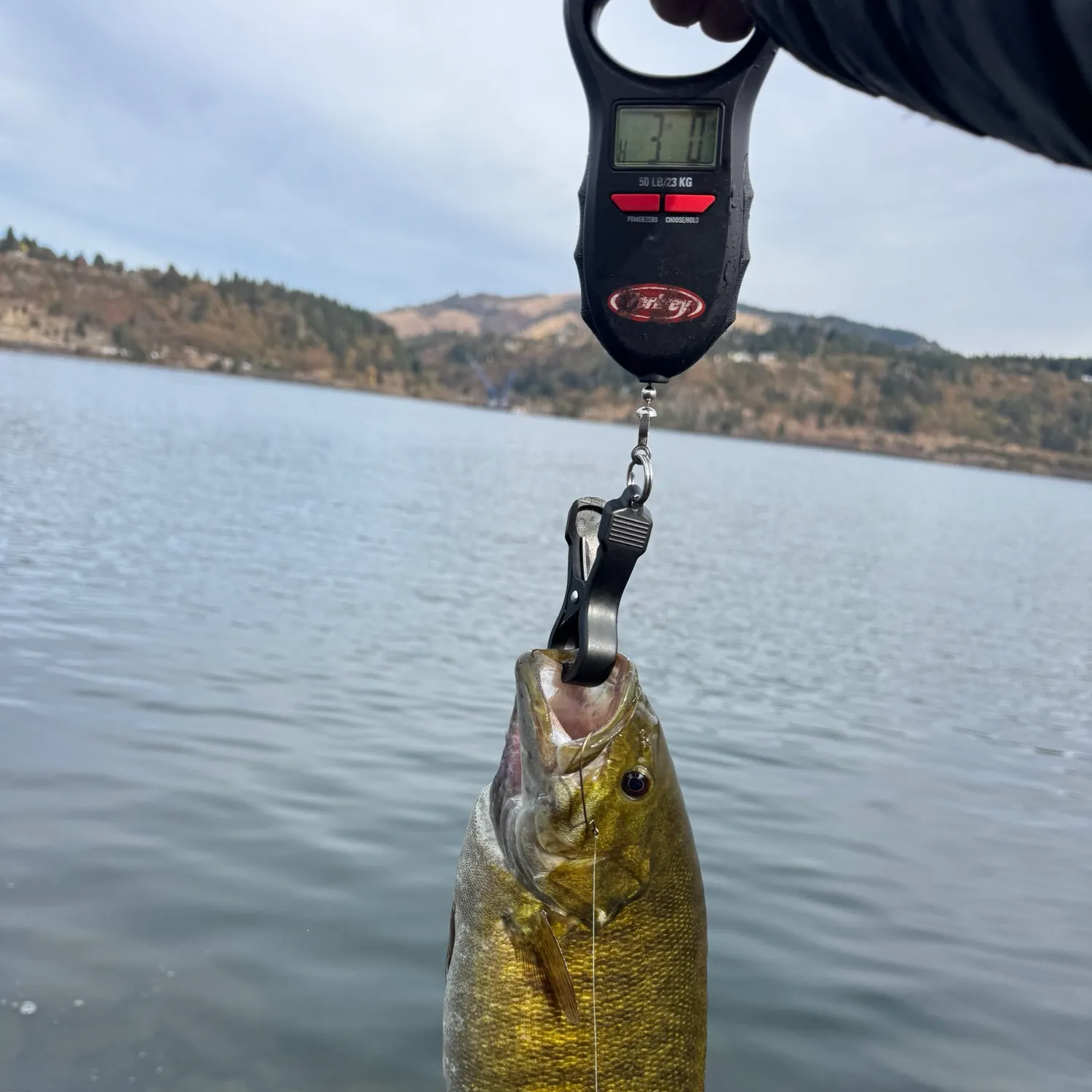 Smallmouth bass caught on Fishbrain